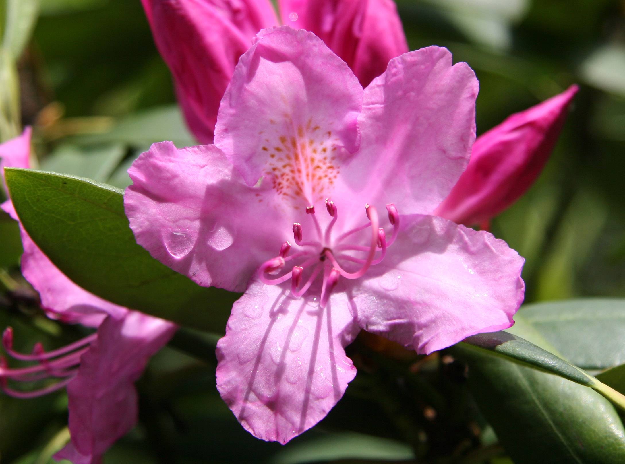 Rhododendron after Rain