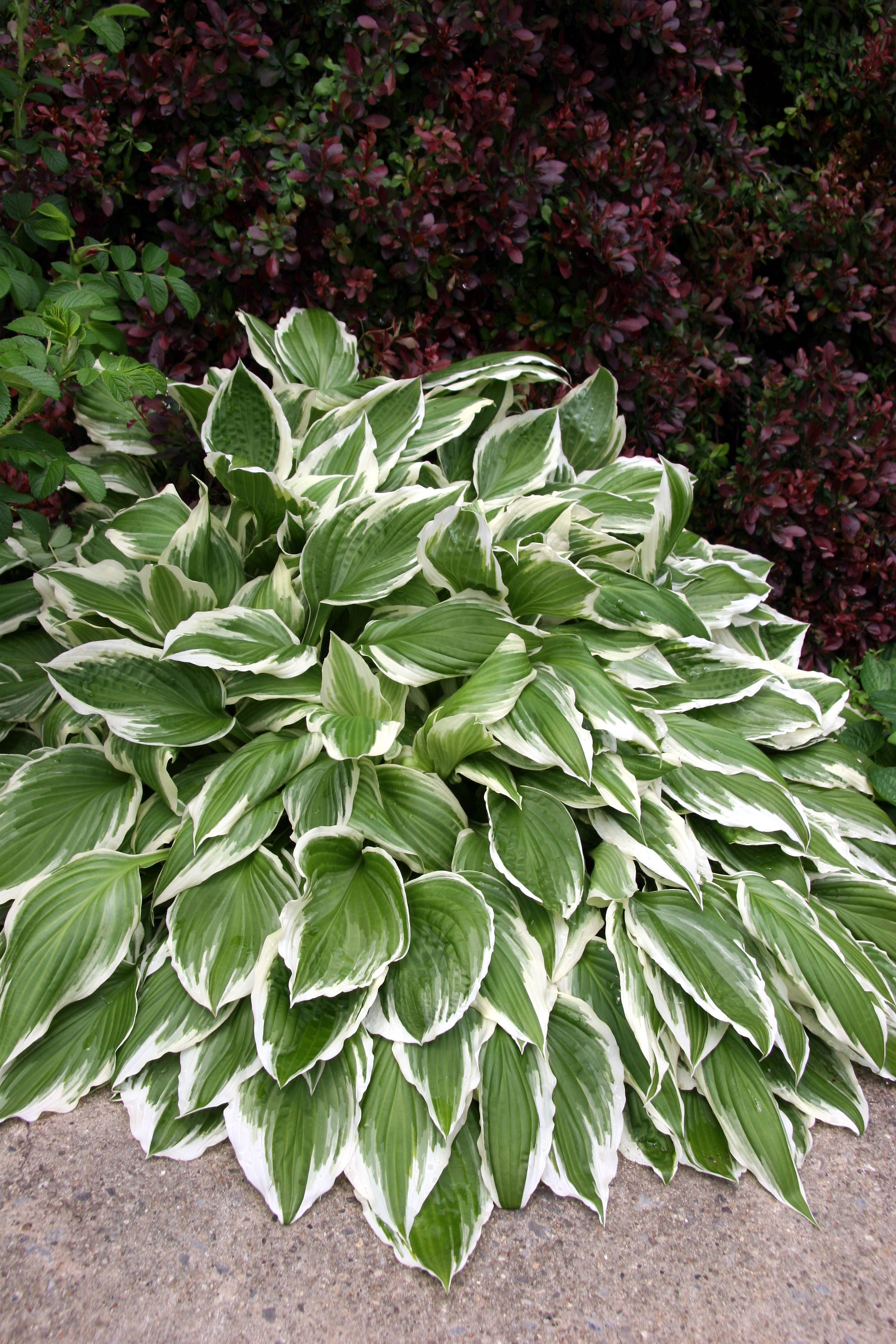 Hosta & Berberis