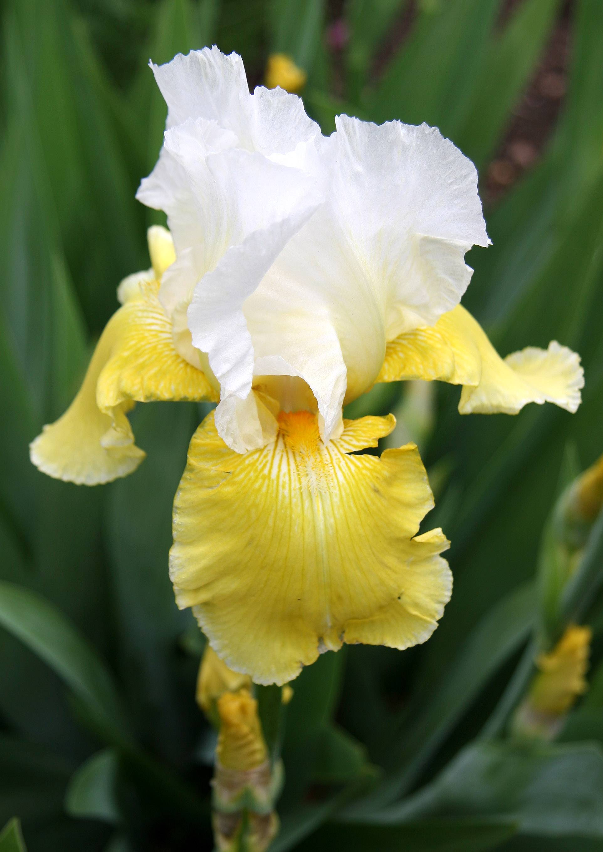 Iris