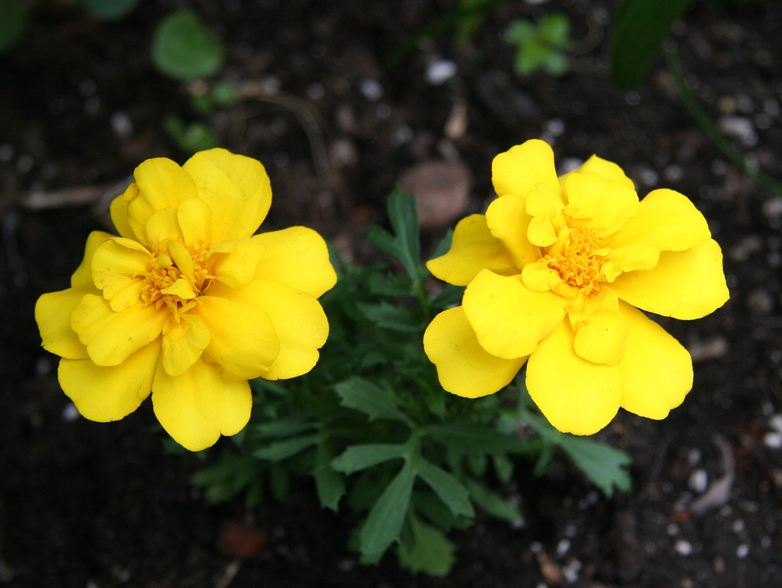 Marigolds