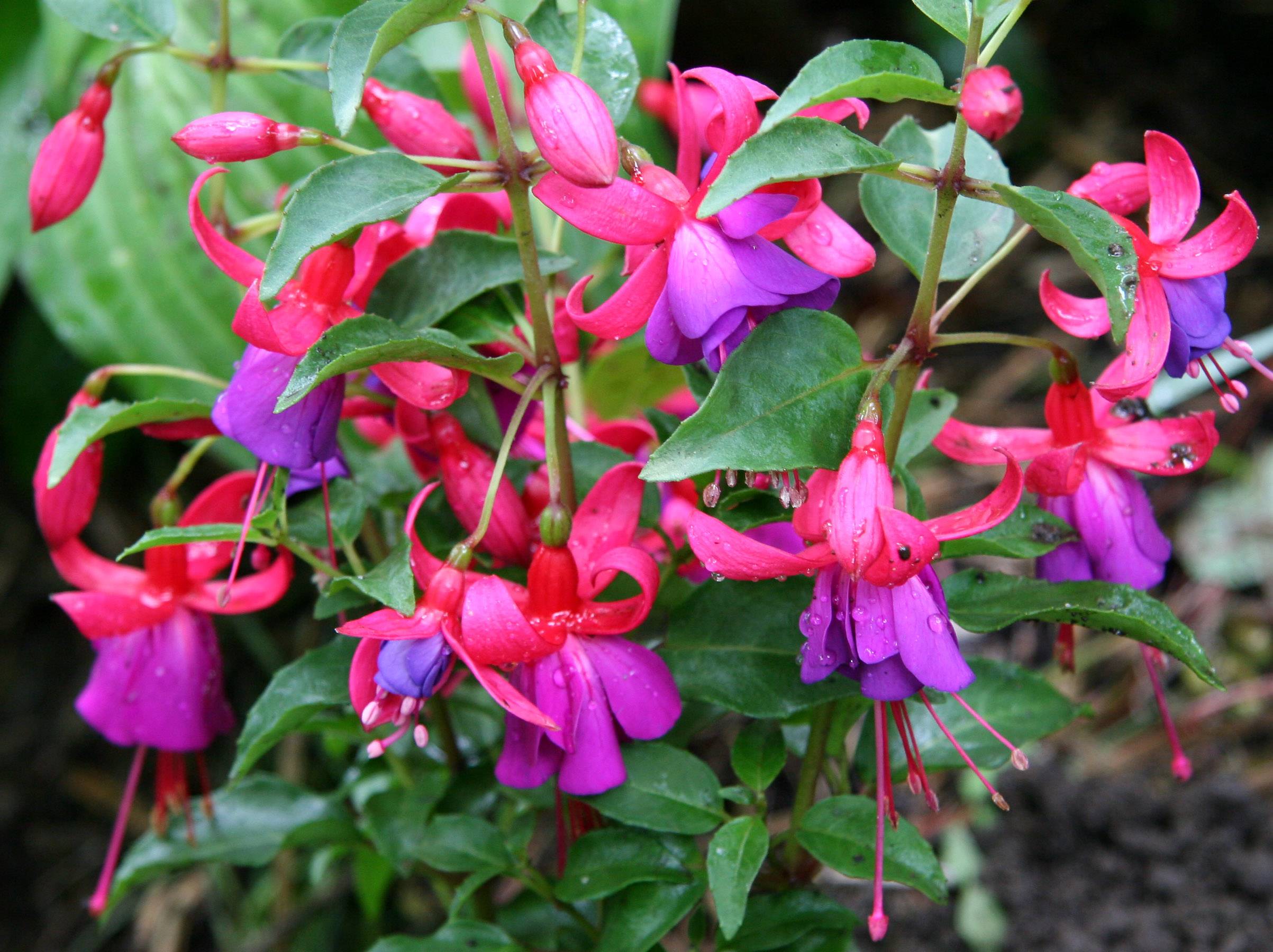 Fuchsia