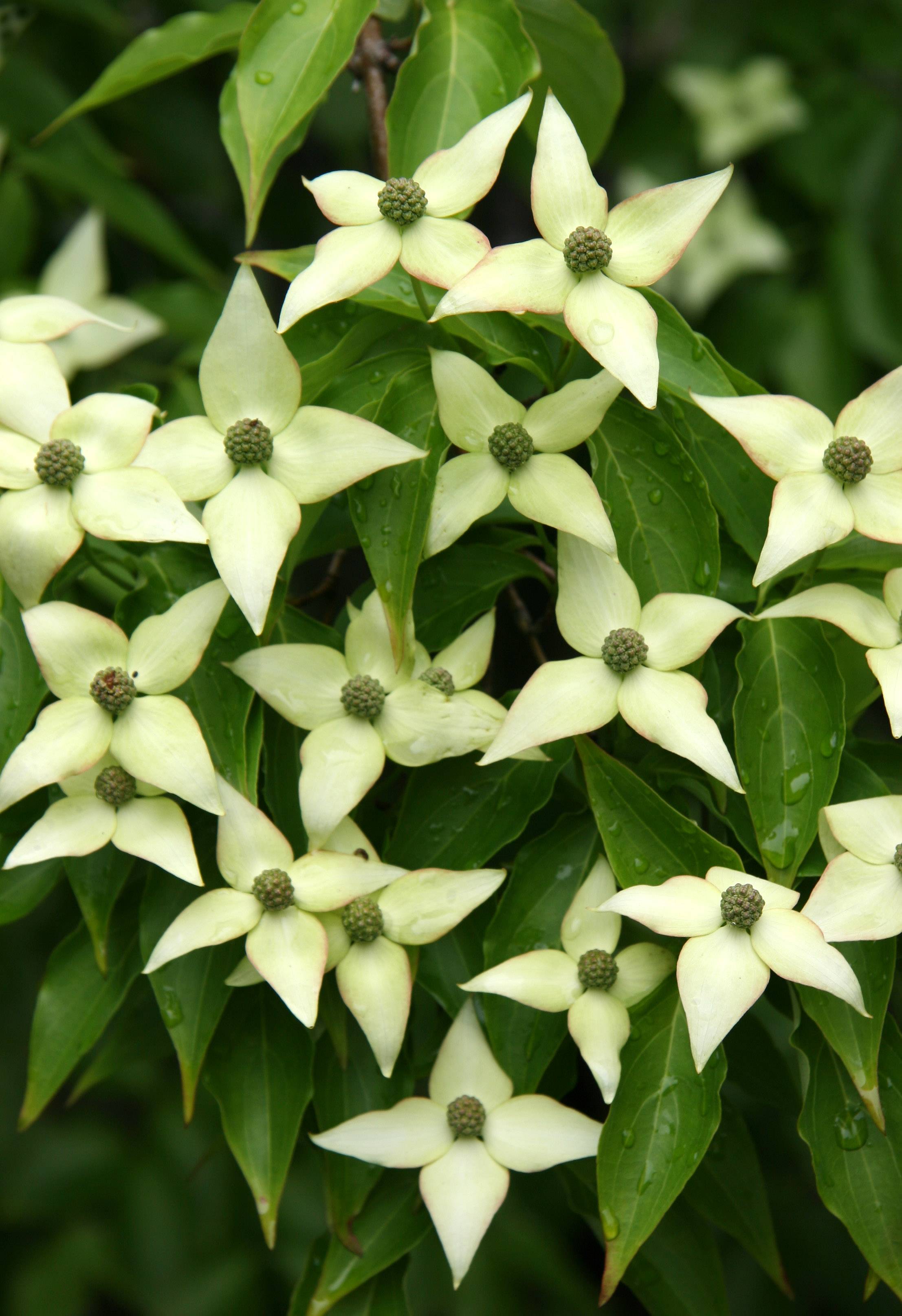 Dogwood