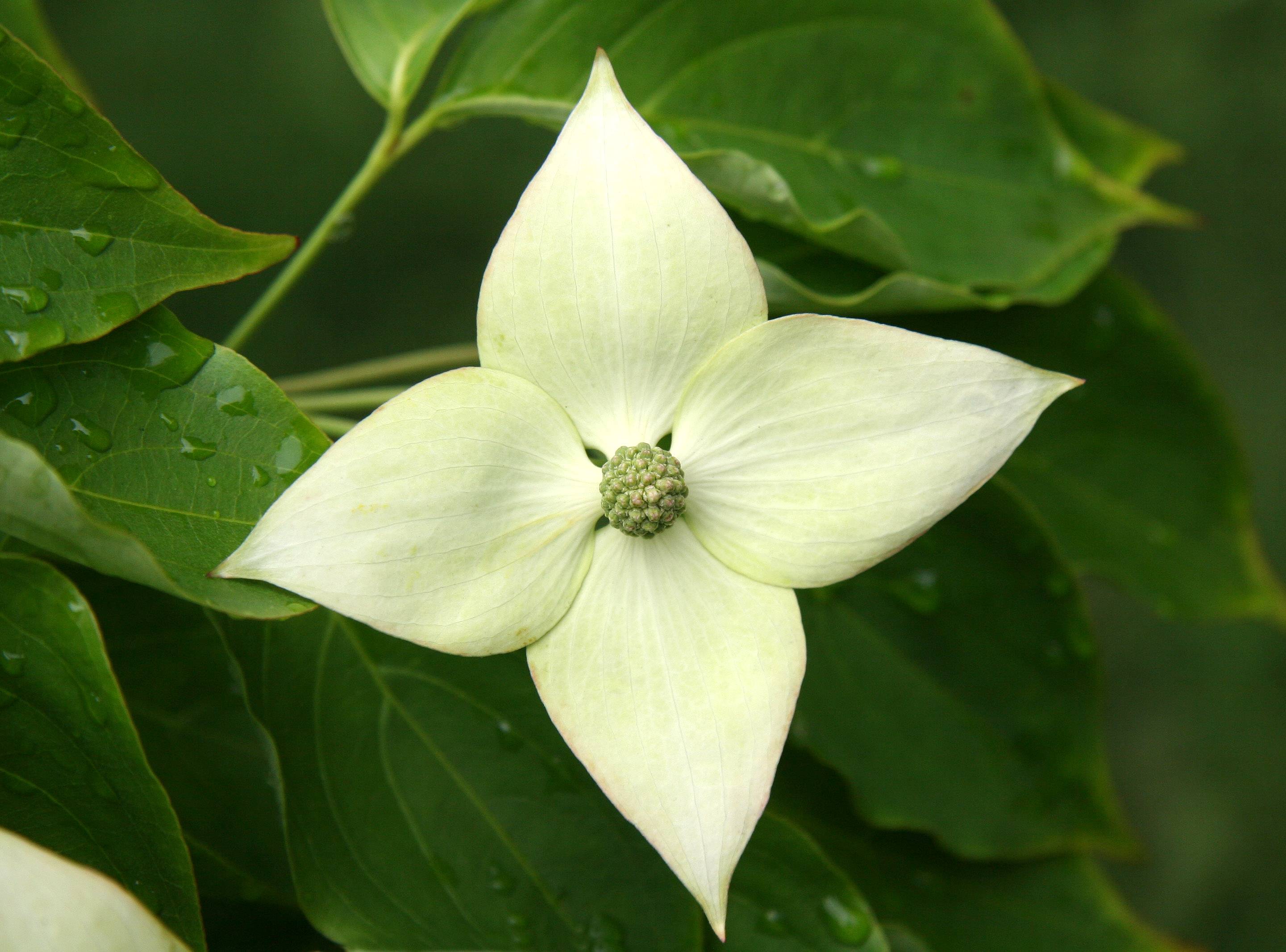 Dogwood Blossom