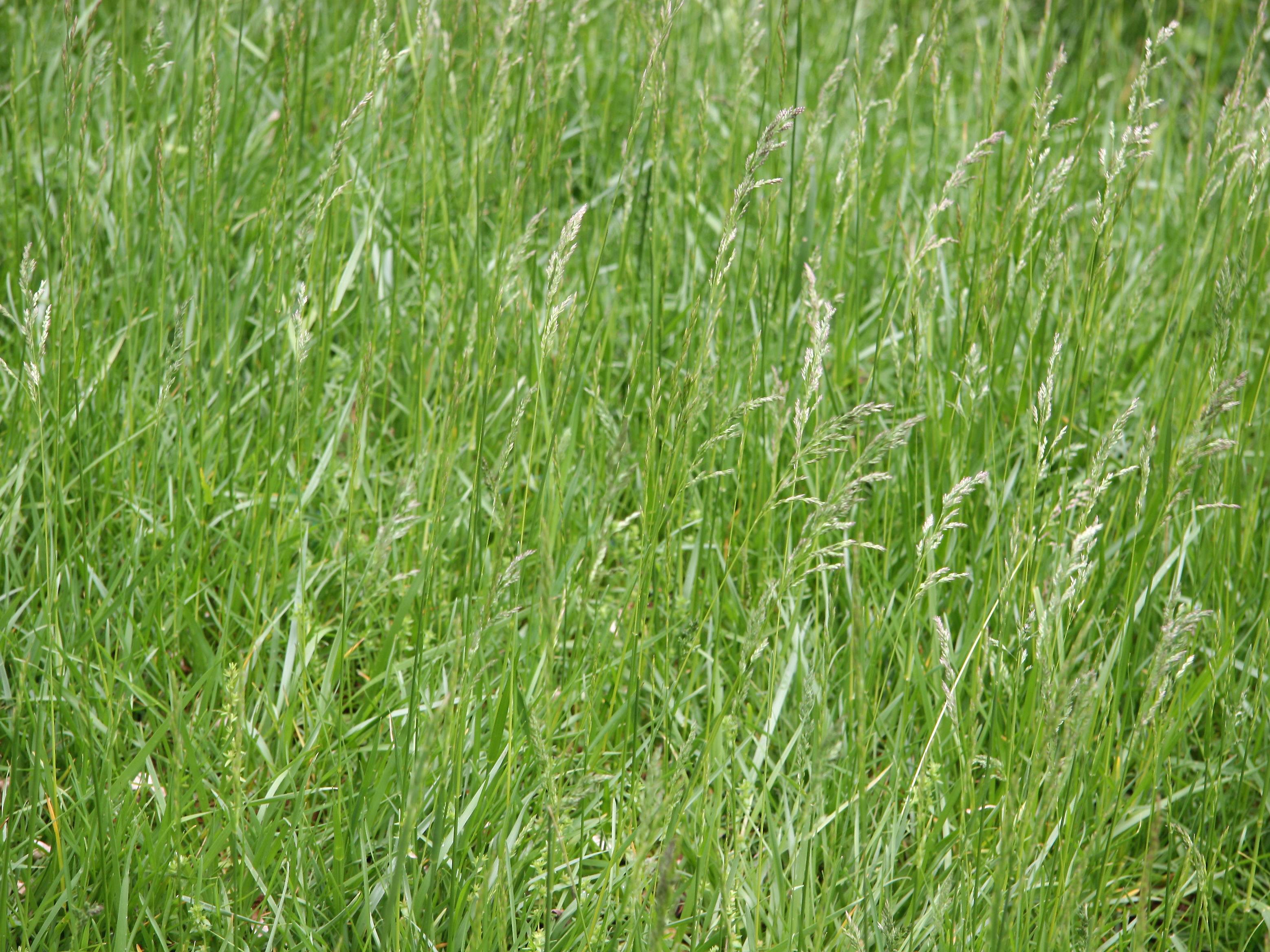Spring Grass