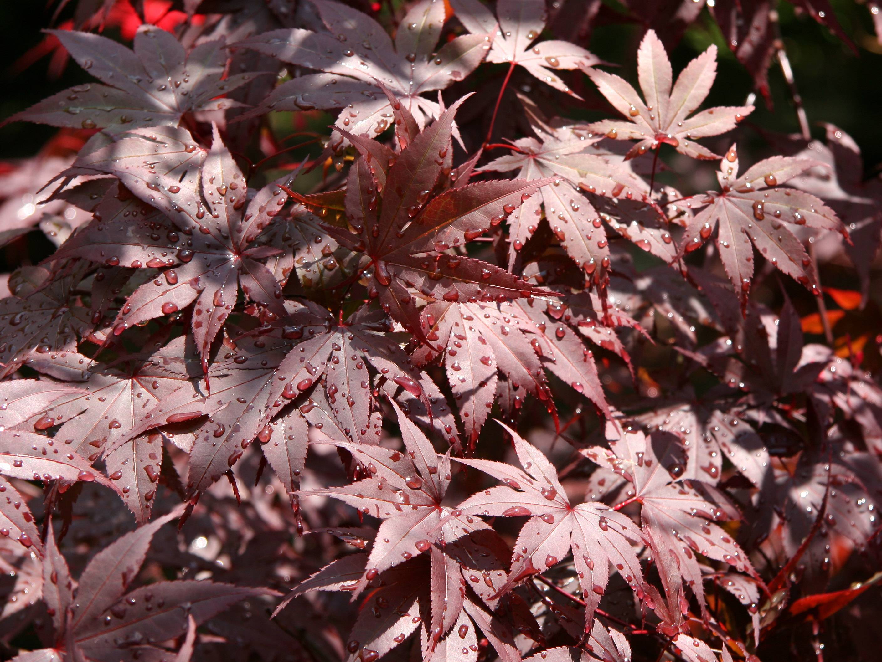 Japanese Red Maple Foliage