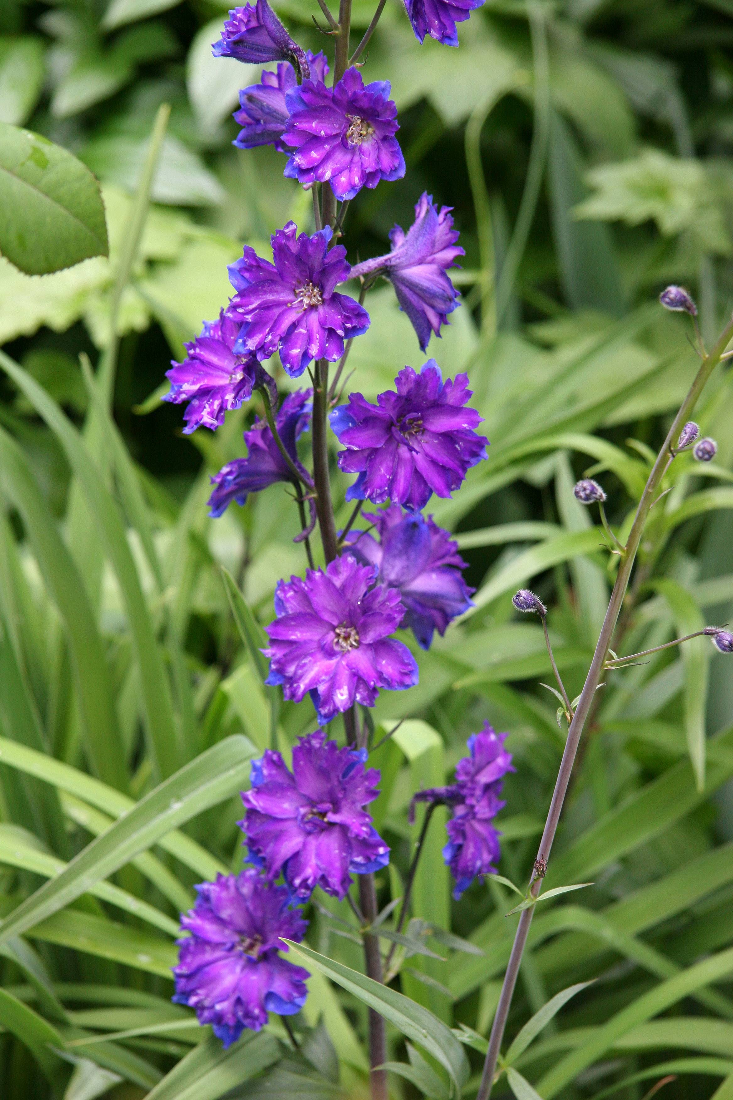 Delphinium