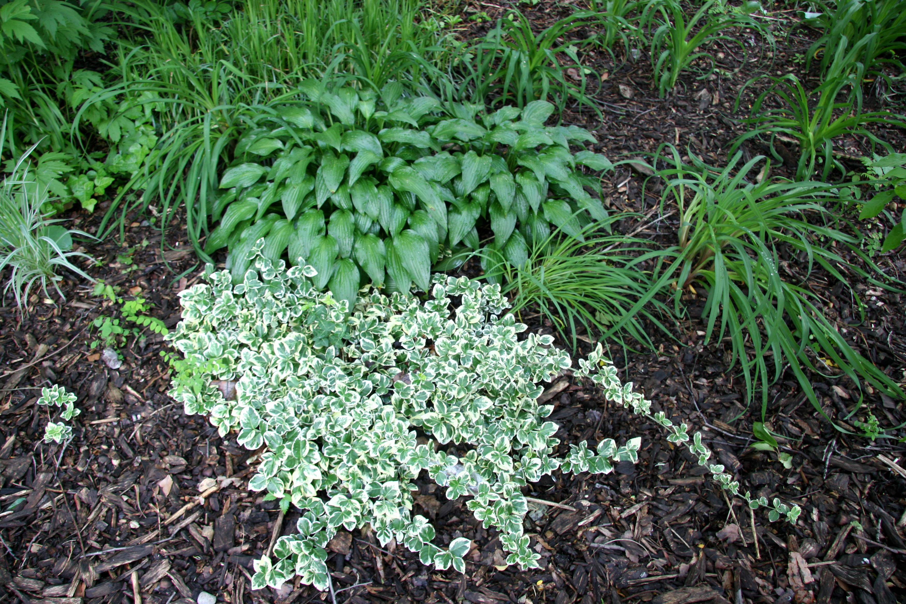 Ground Cover