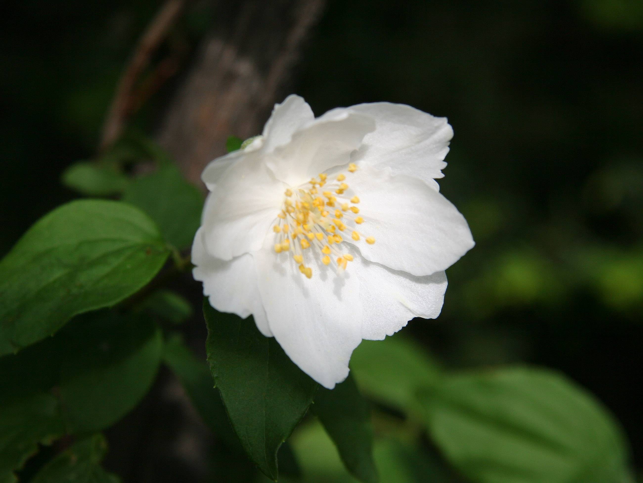 Mock Orange Blossom