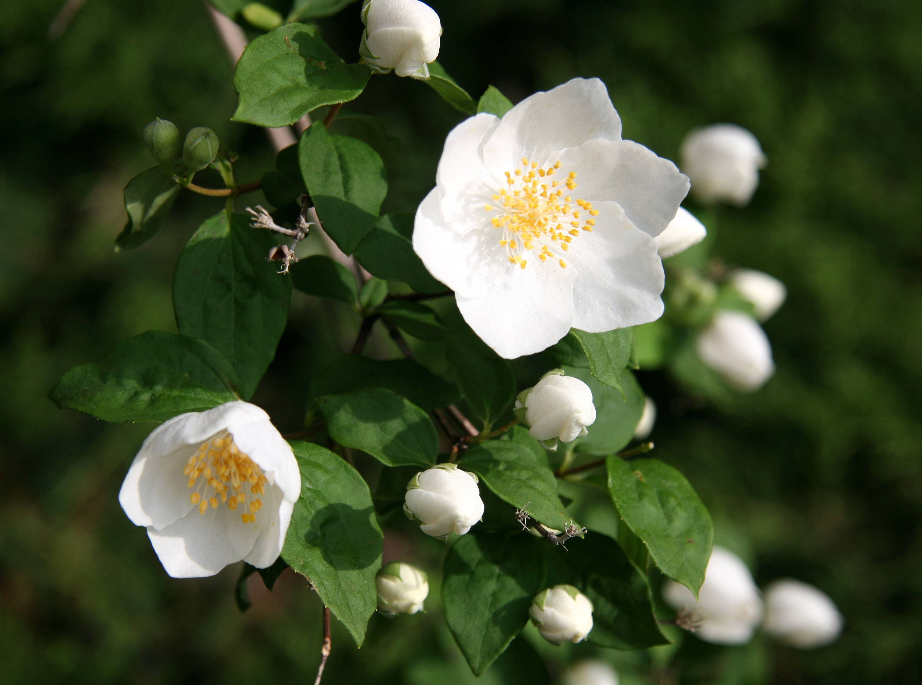 Mock Orange Blossoms