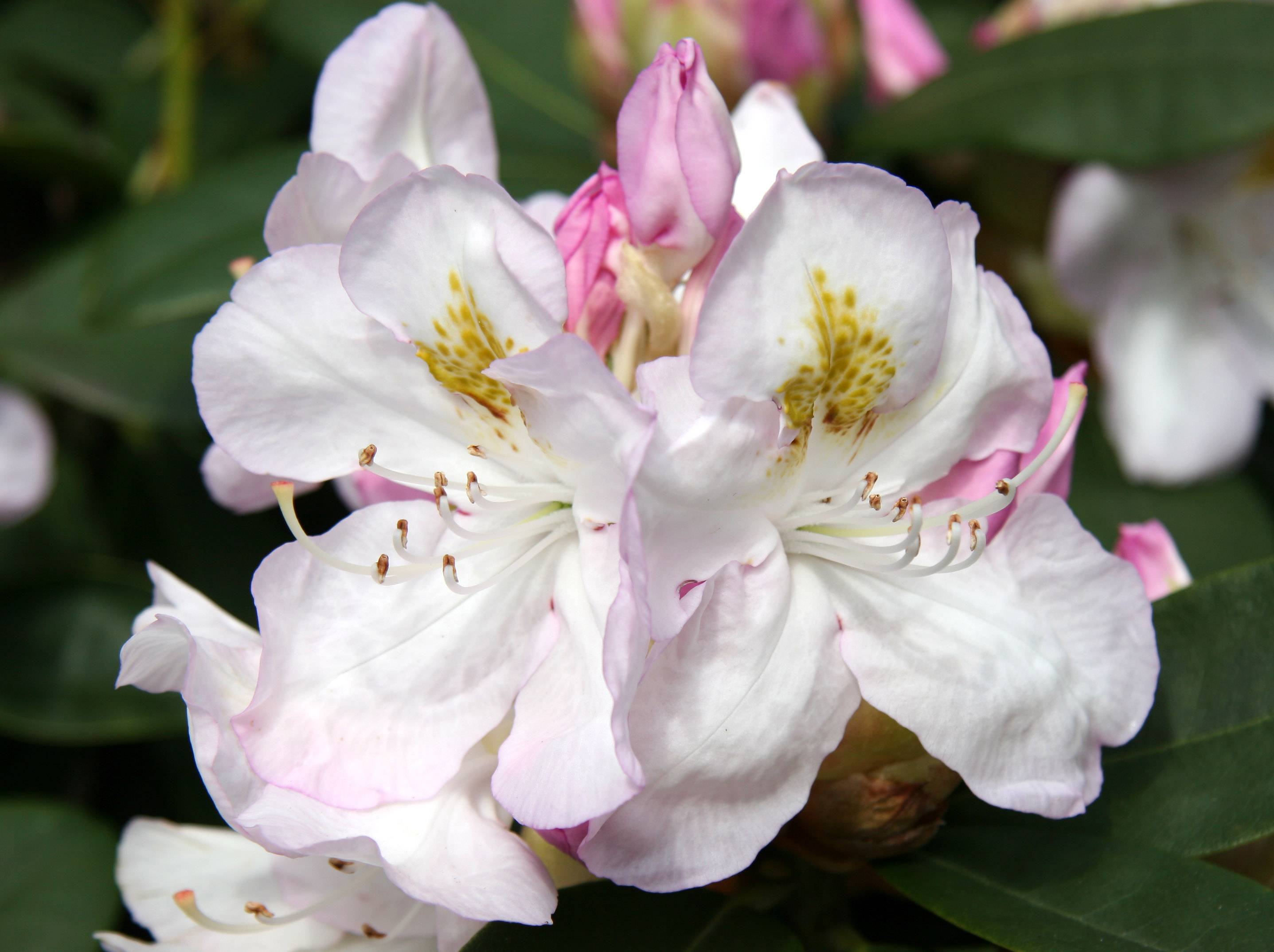 Rhododendron Blossoms