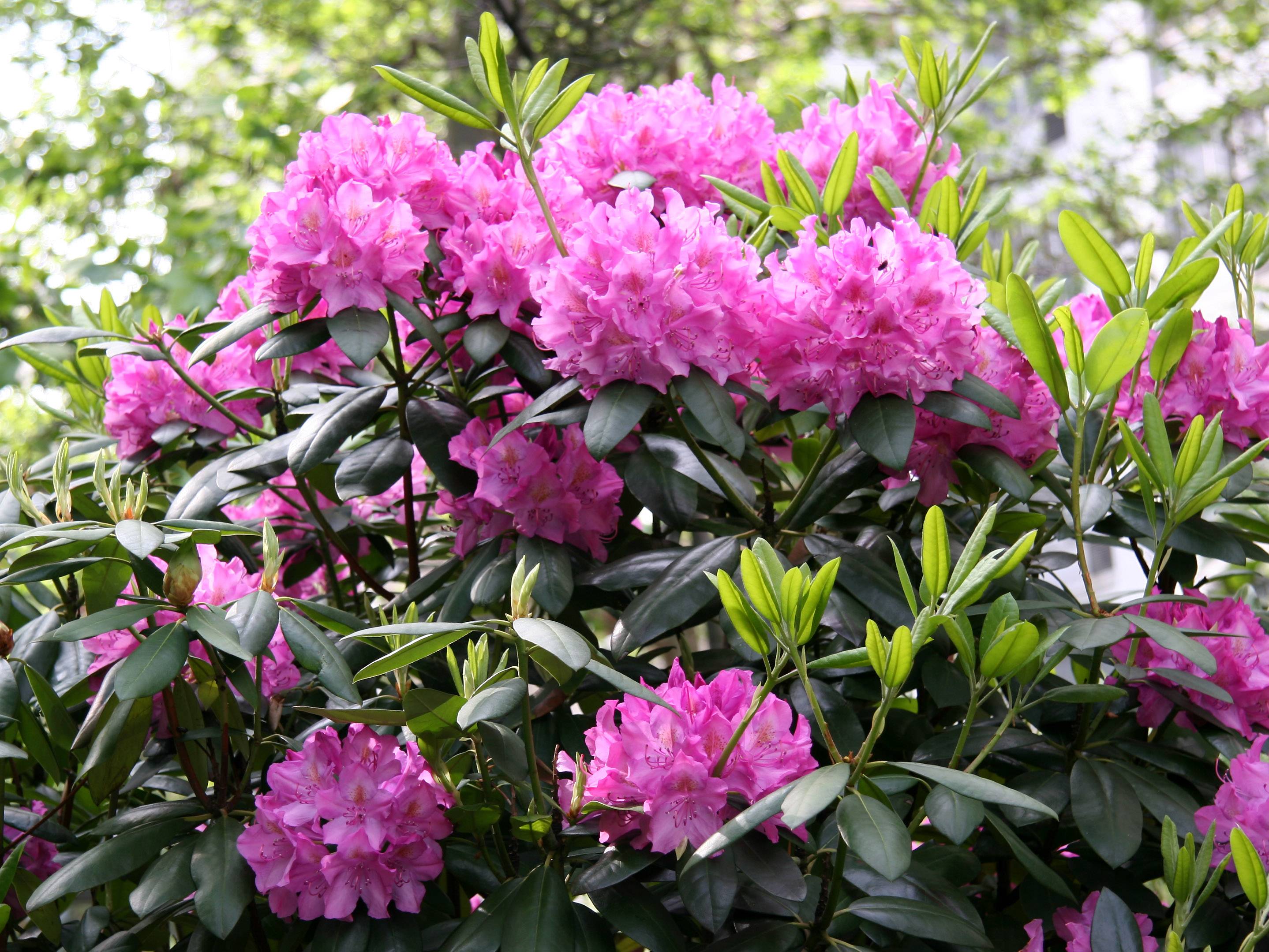 Rhododendron Blossoms