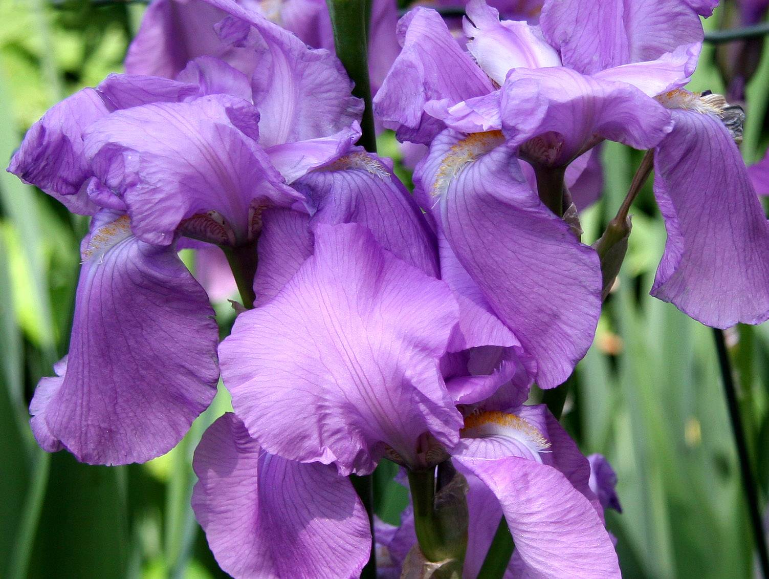 Iris