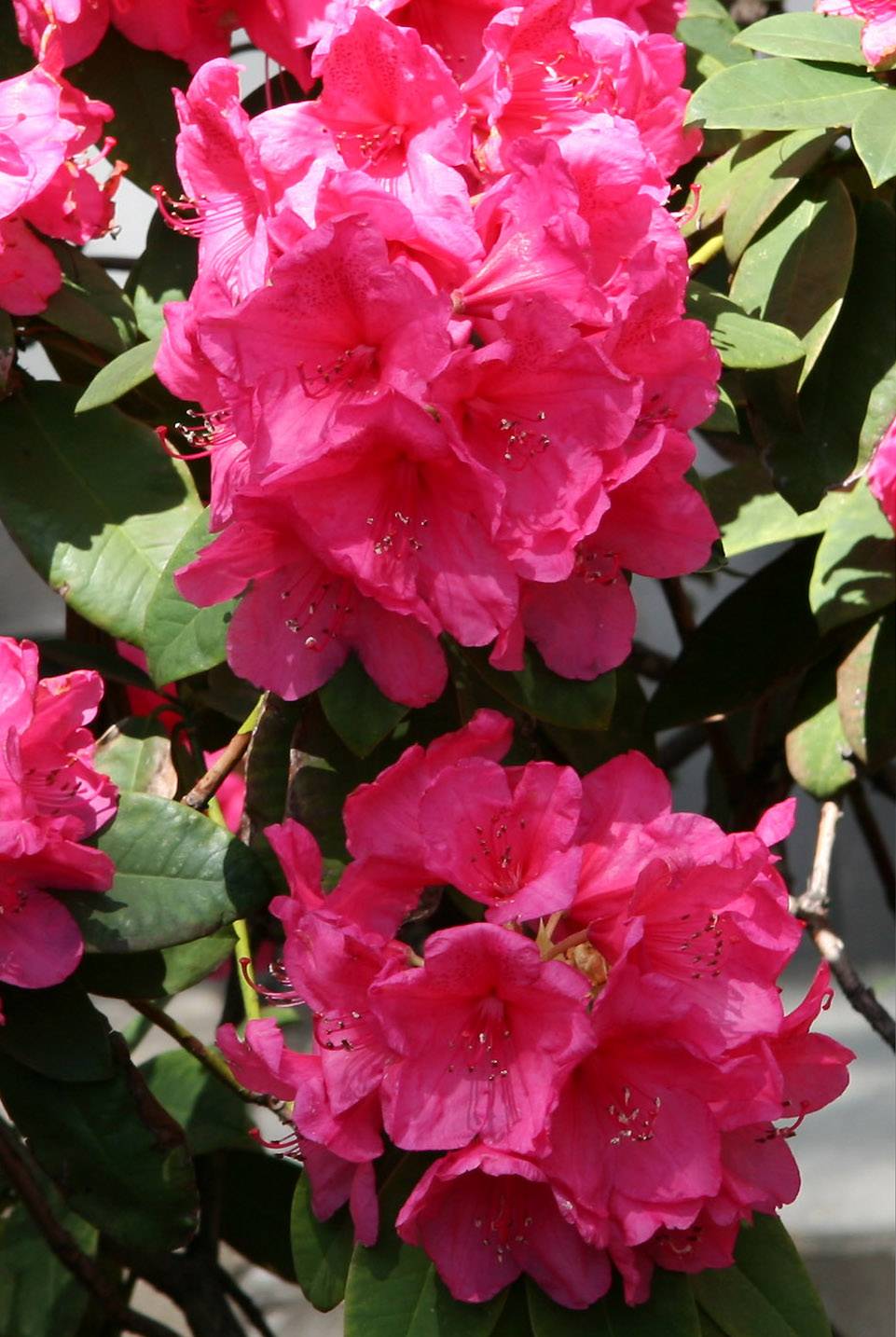 Rhododendrons -  NYU Washington Square Village Gardens
