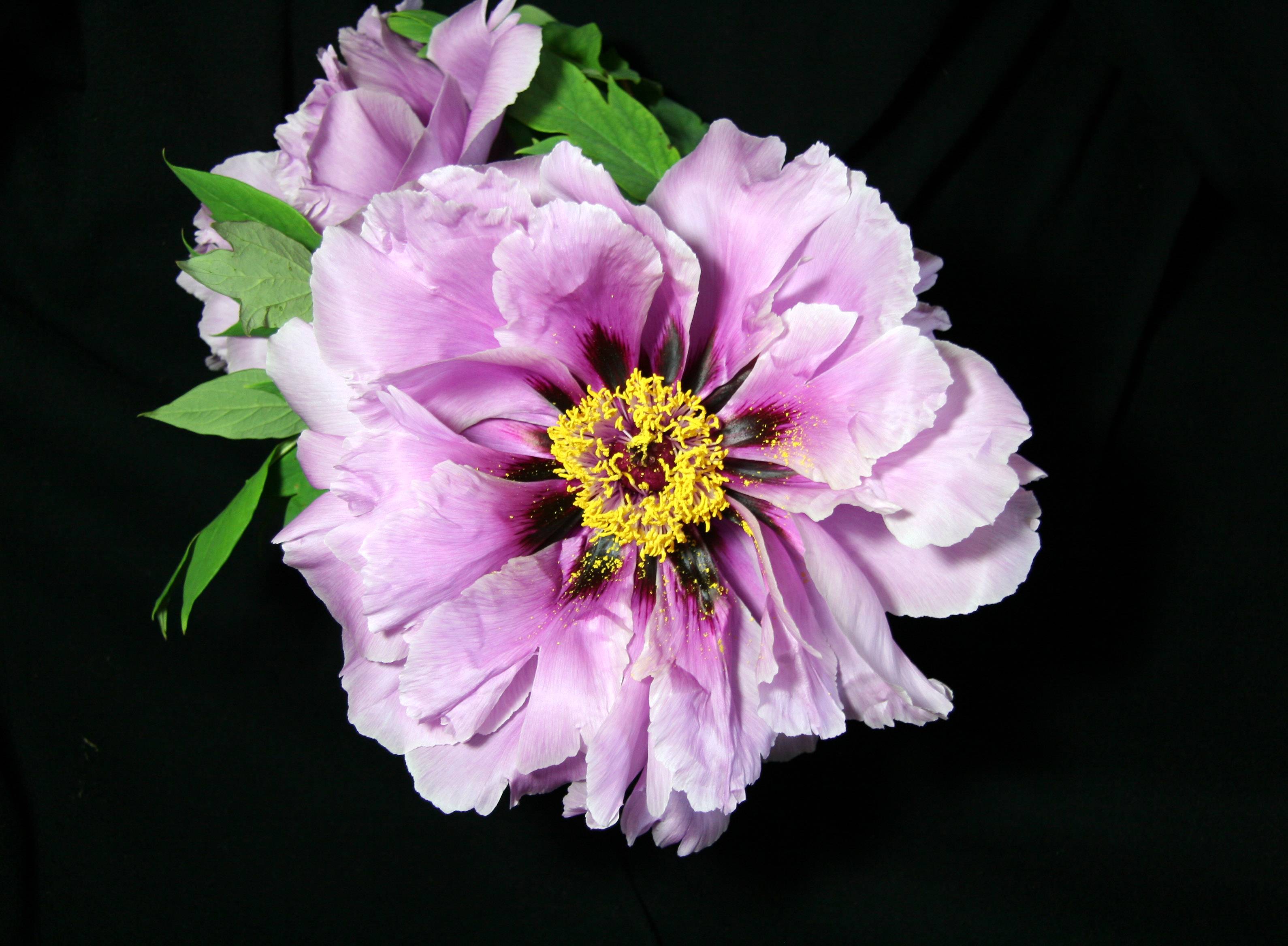 Peonies