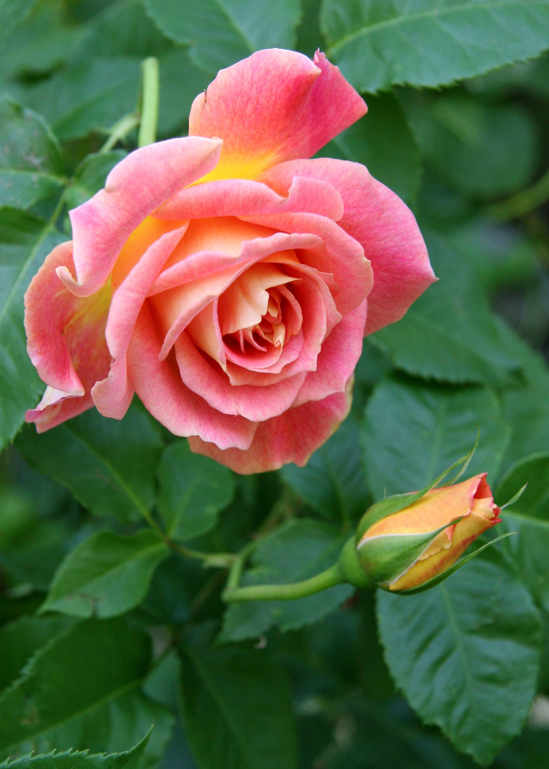 Rose & Bud