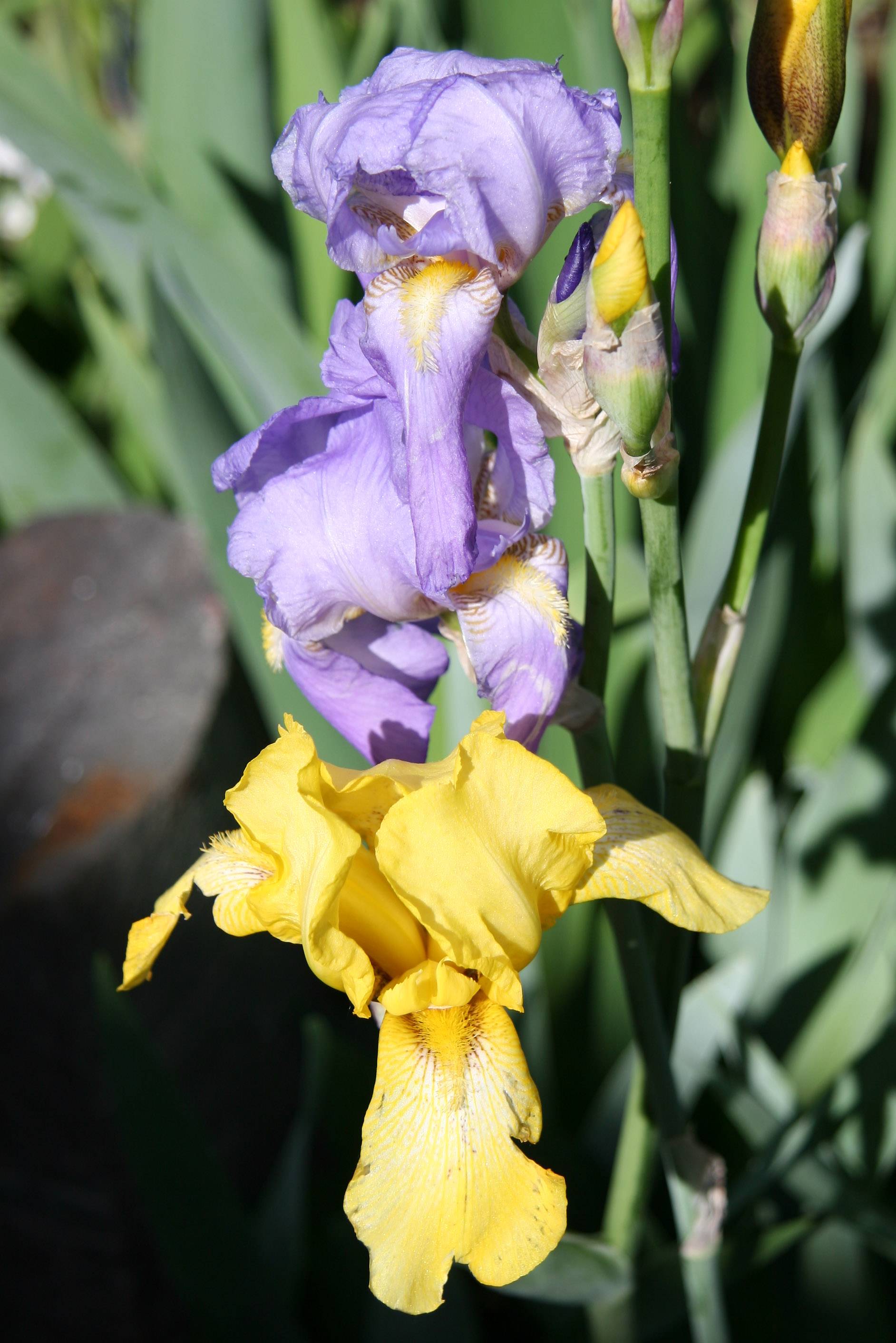 Iris