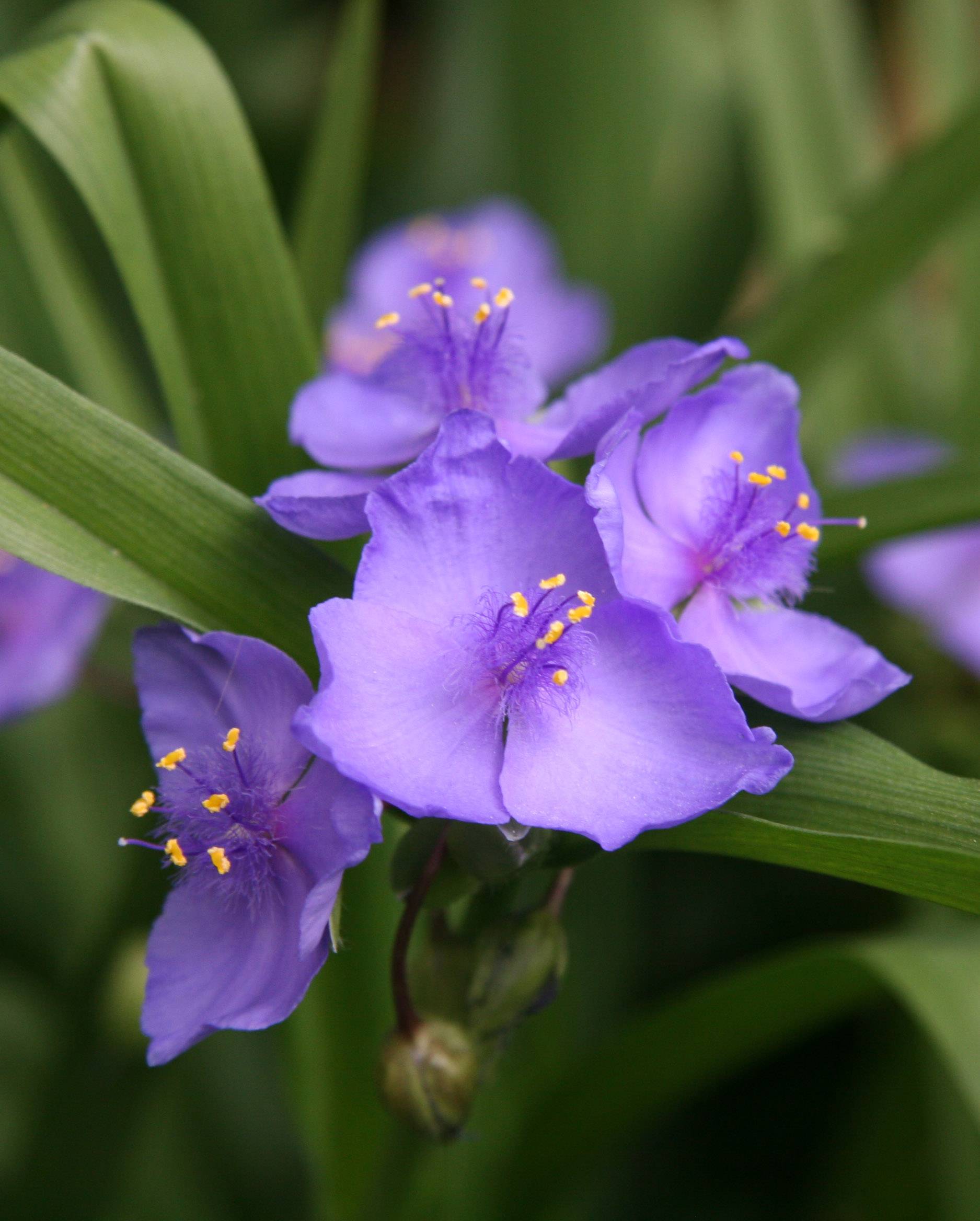 Tradescantia