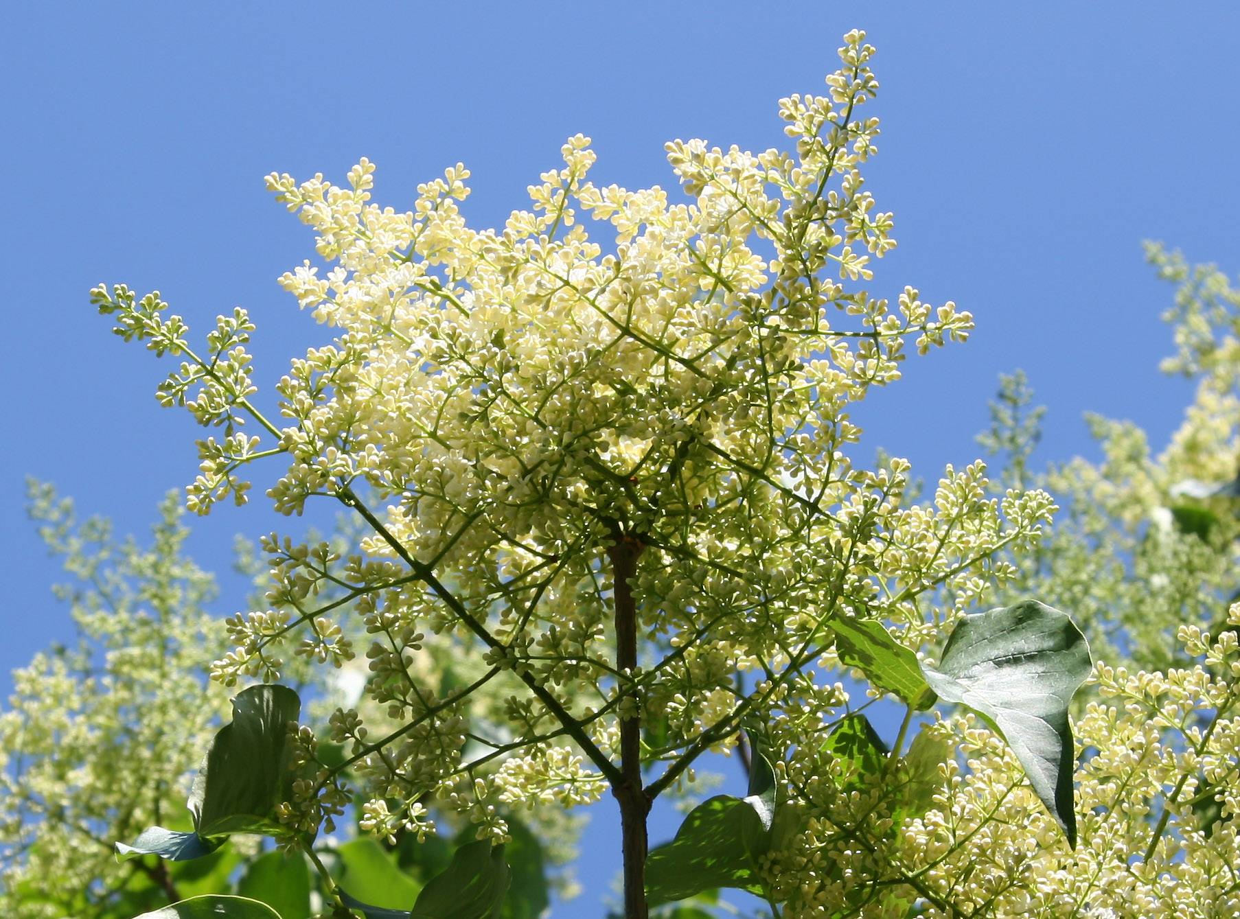 Lilac Tree Blossoms