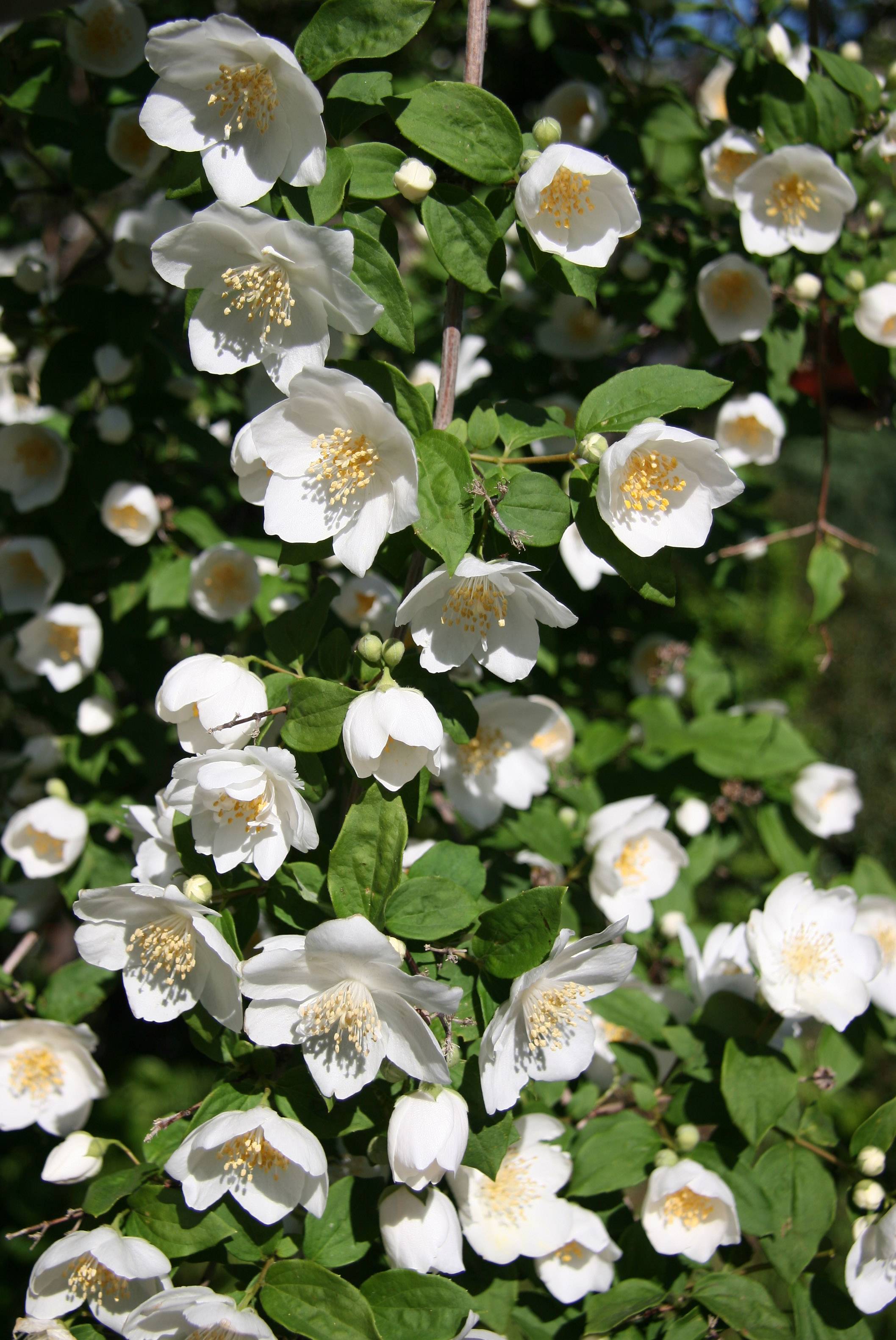 Mock Orange Blossoms