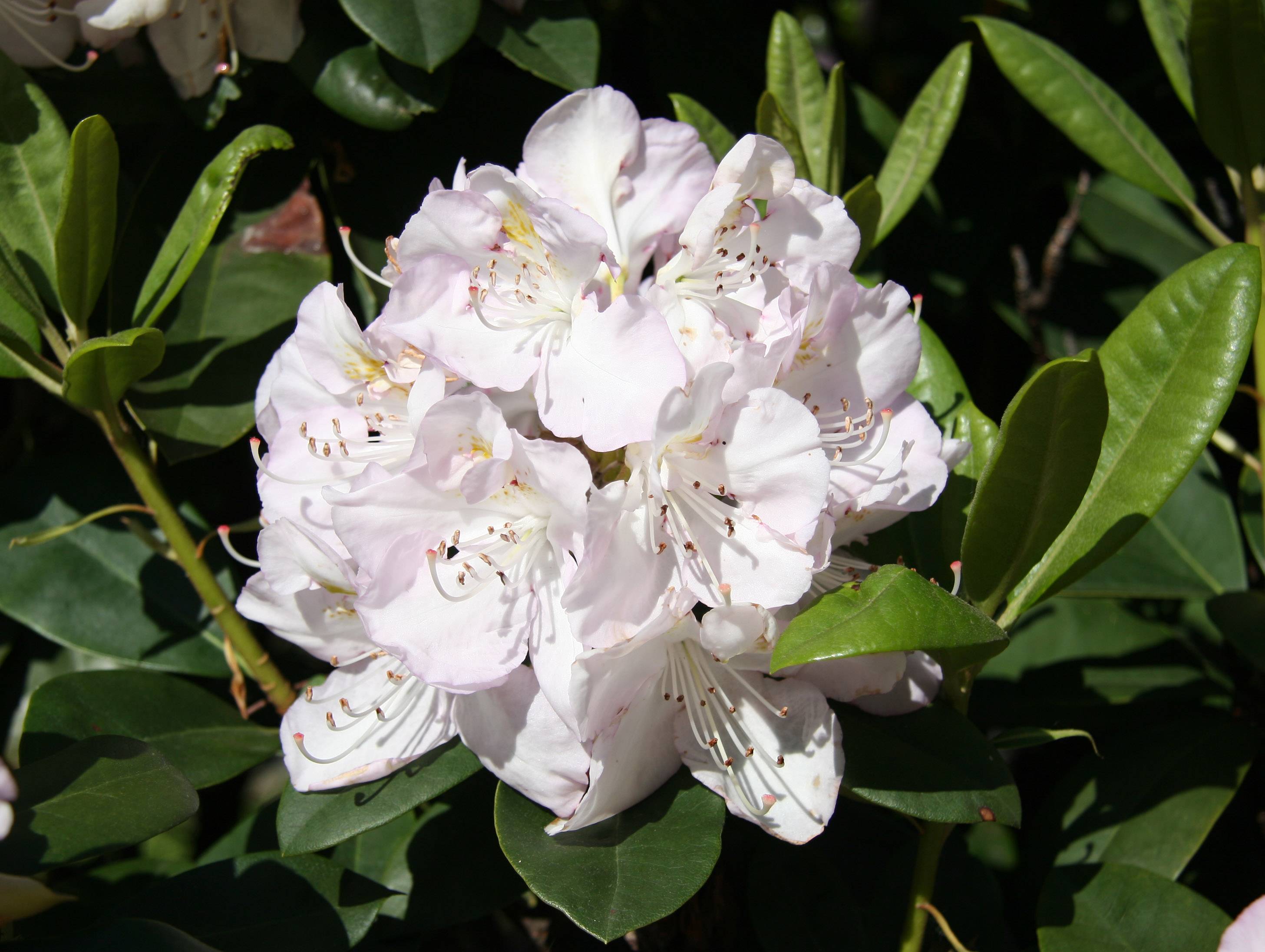 Rhododendron