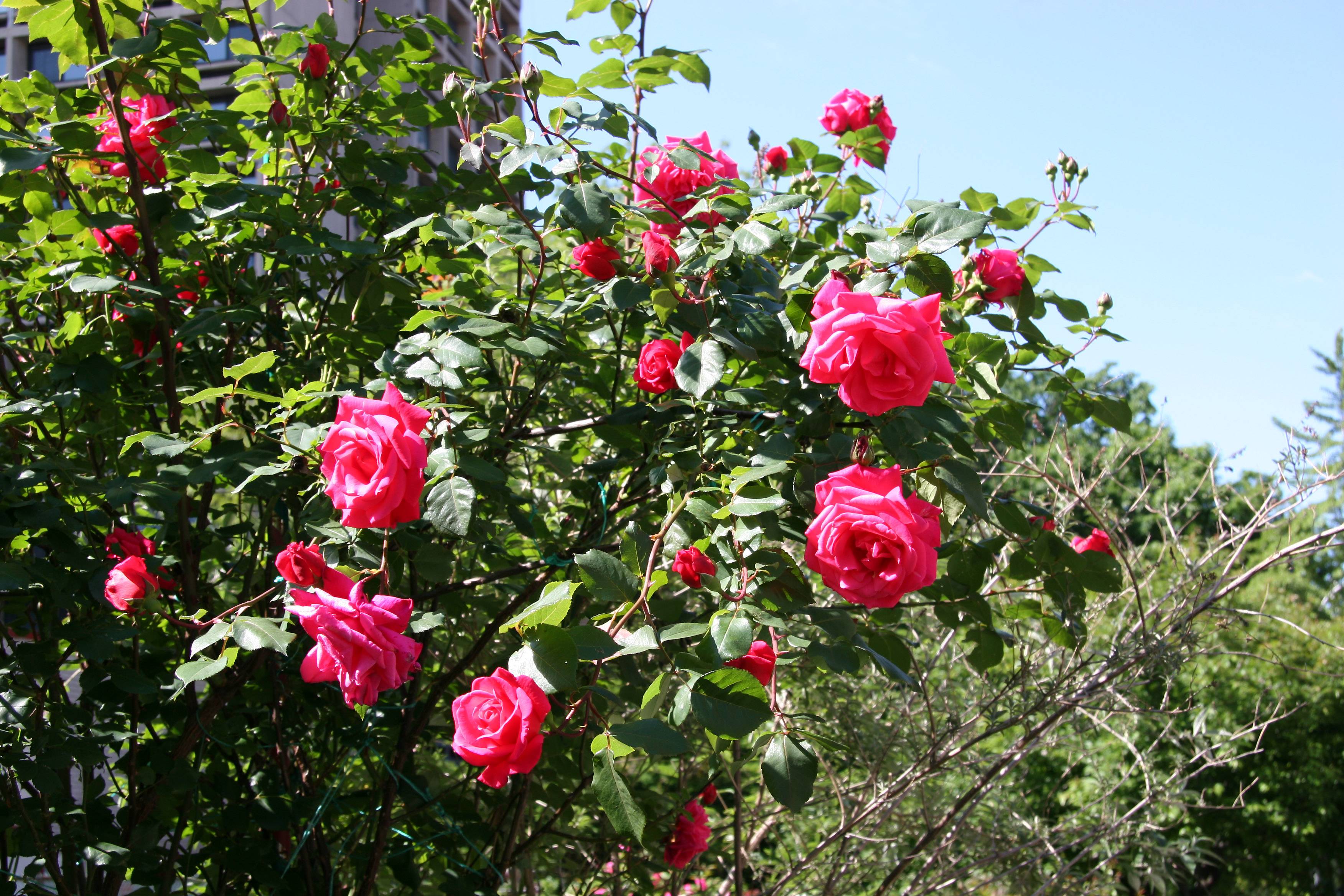 Senior Prom Roses