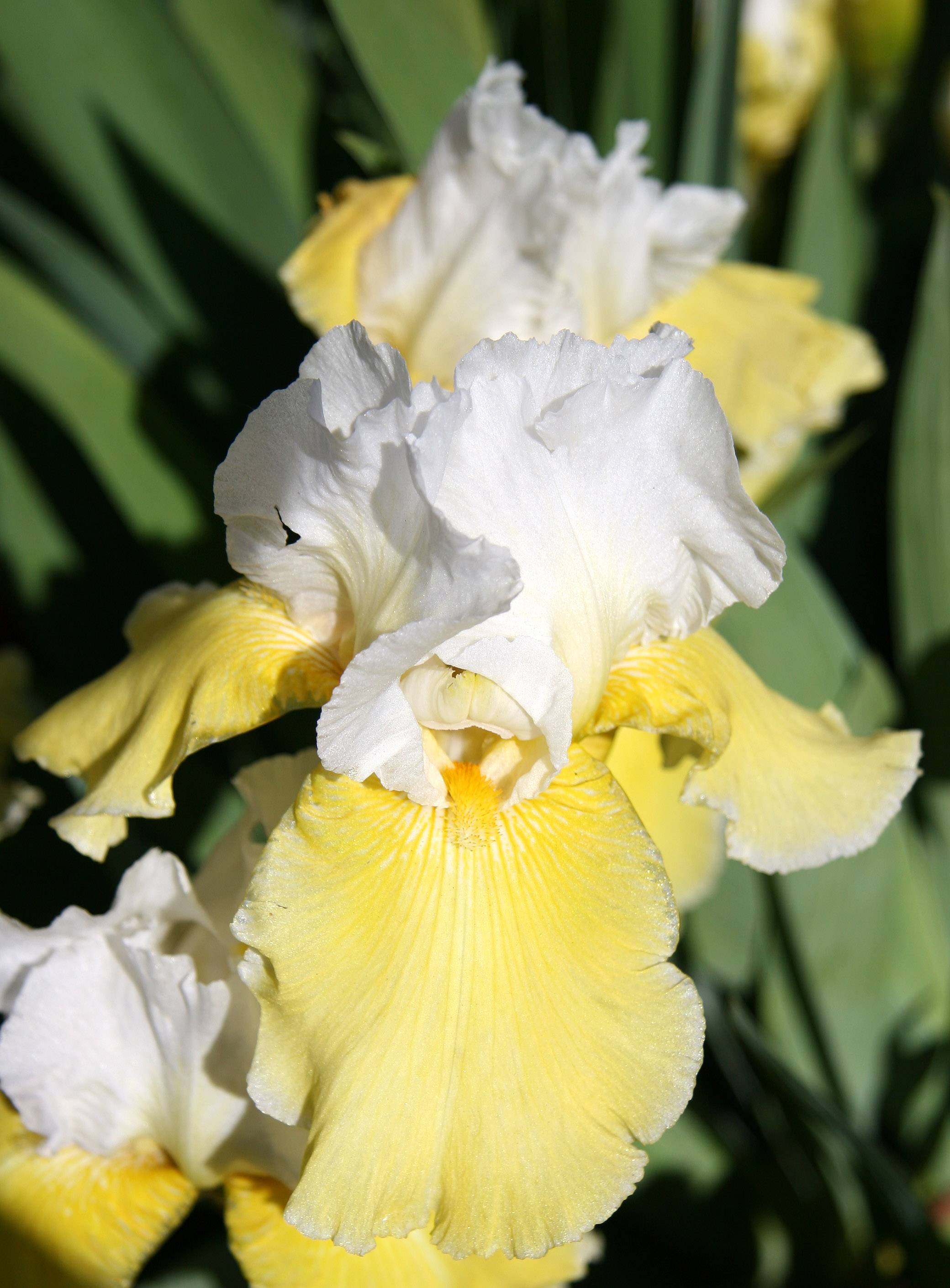 Iris