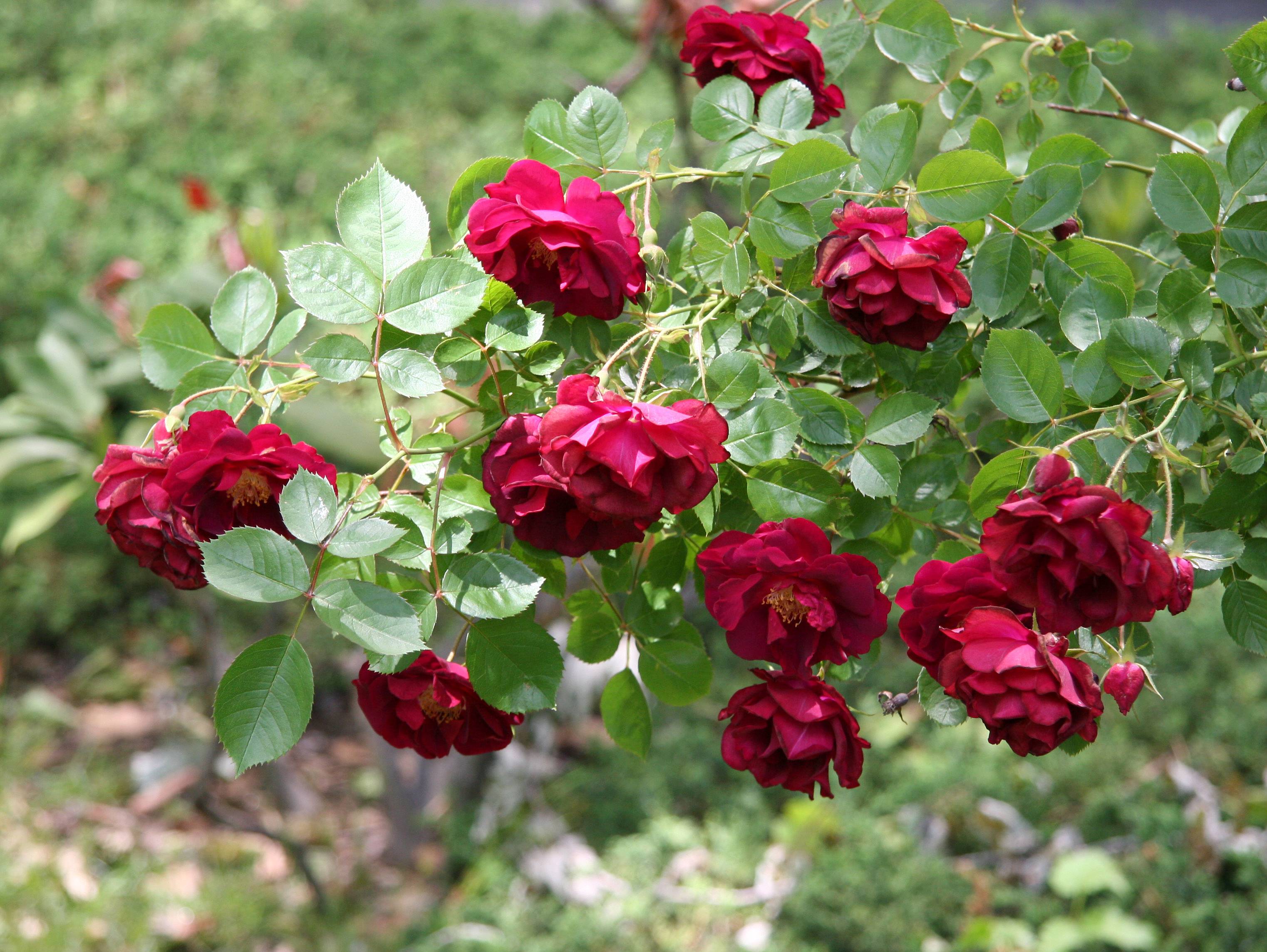 Rose Spray