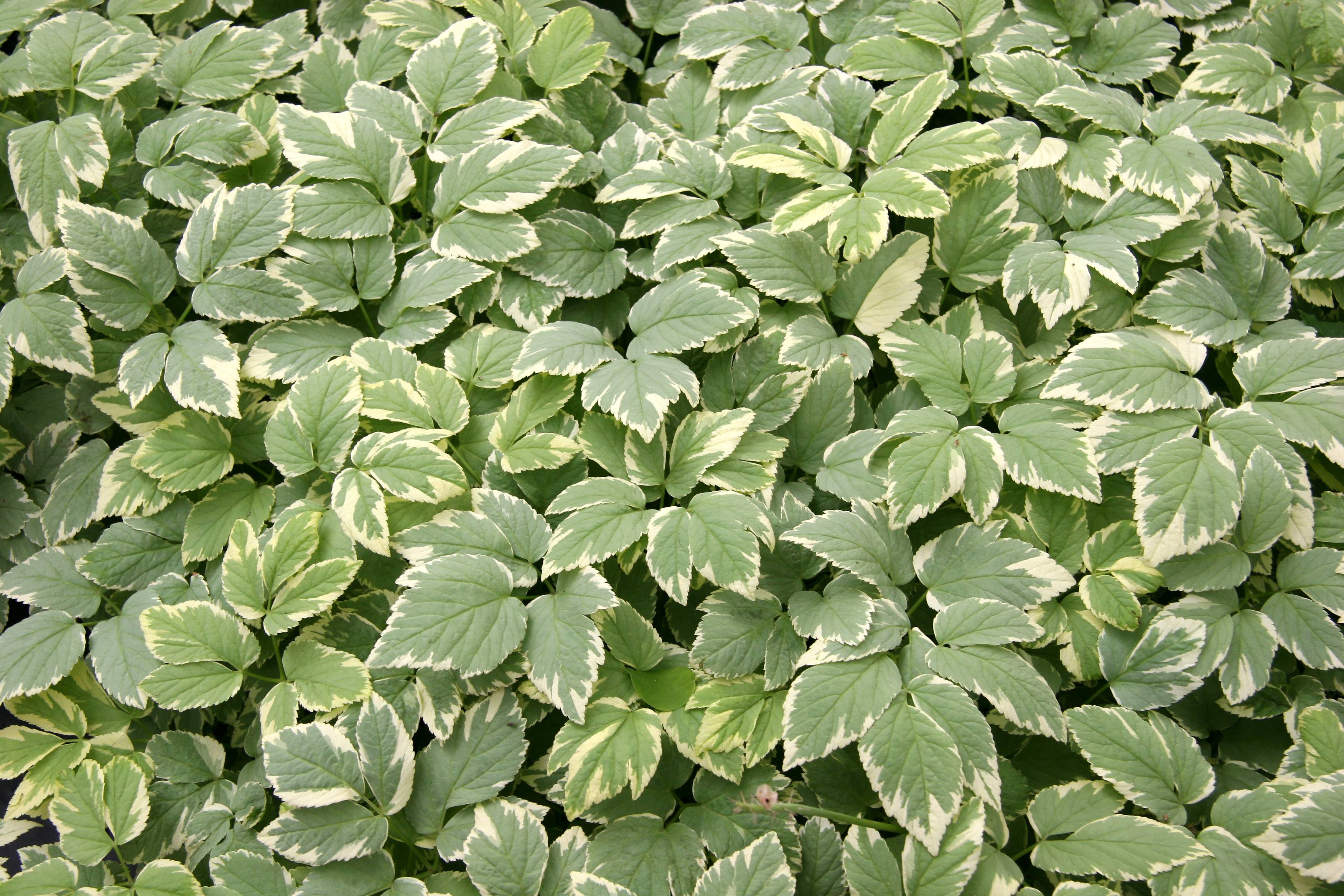 Ground Cover - Aegopodium podagraria or Bishops Weed