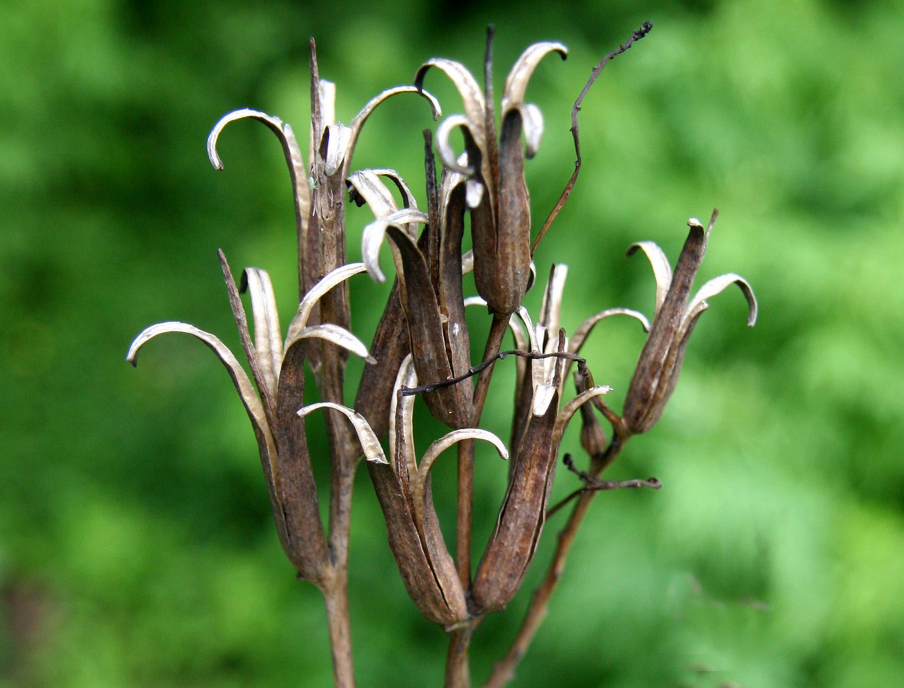 Unknown Plant - Time Landscape Garden