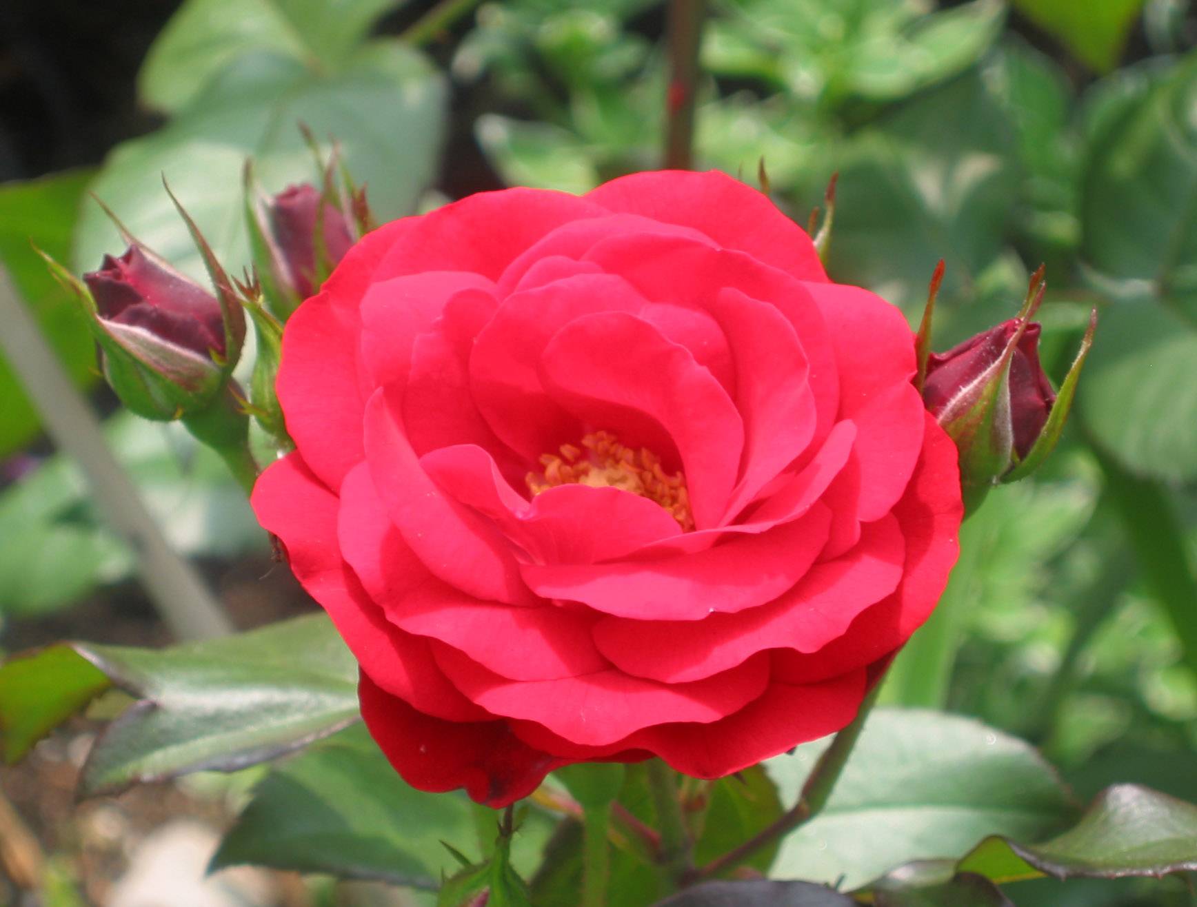 Europeana Rose