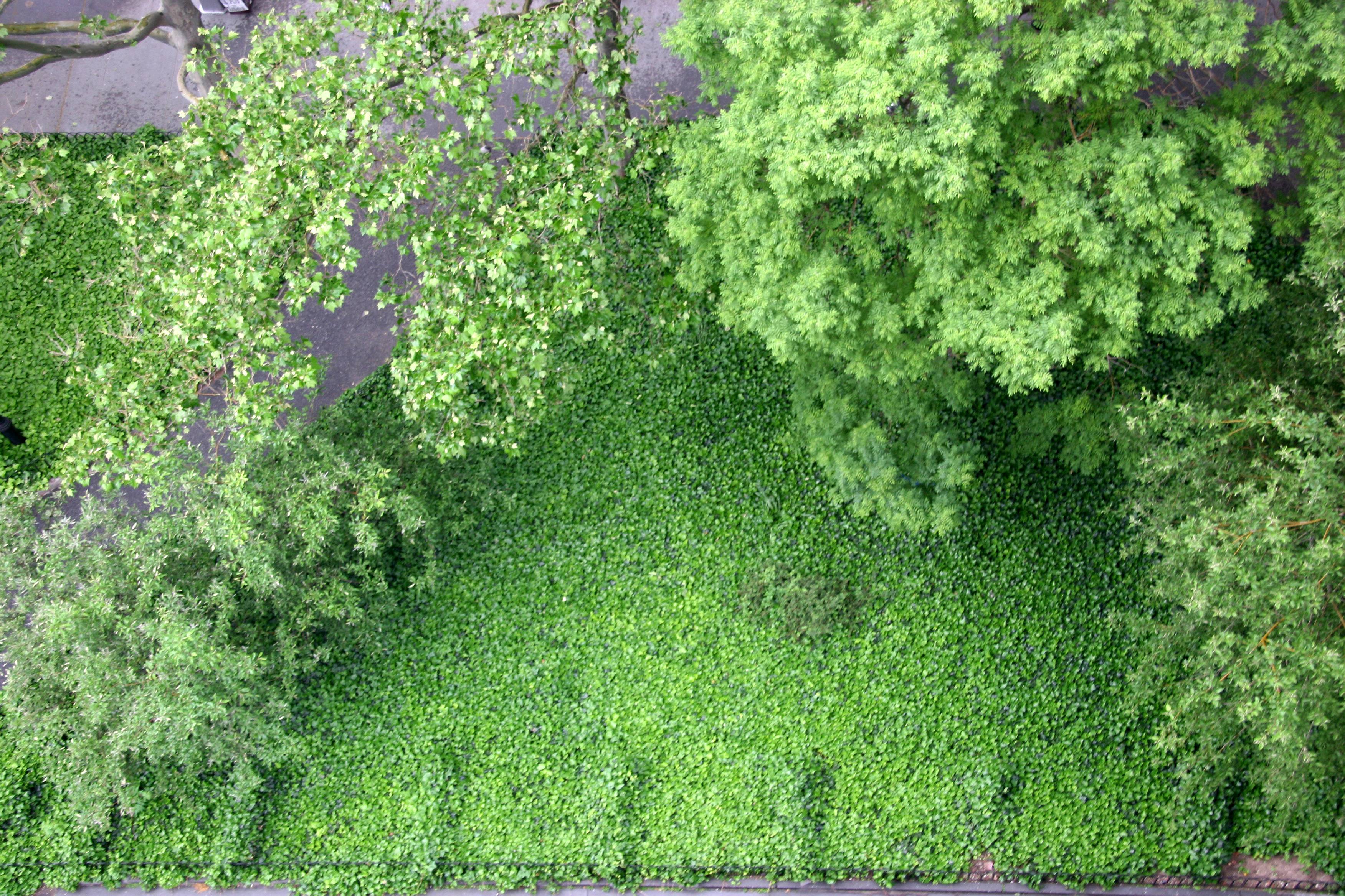 Tree Foliage & Ivy
