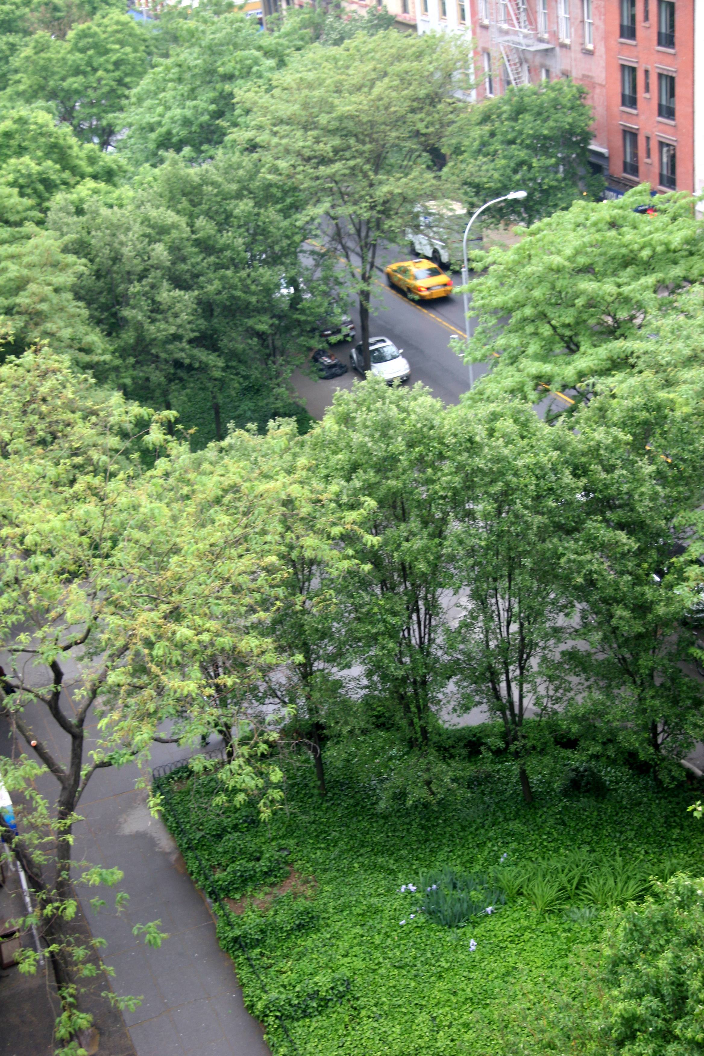 Pear Trees & Ivy