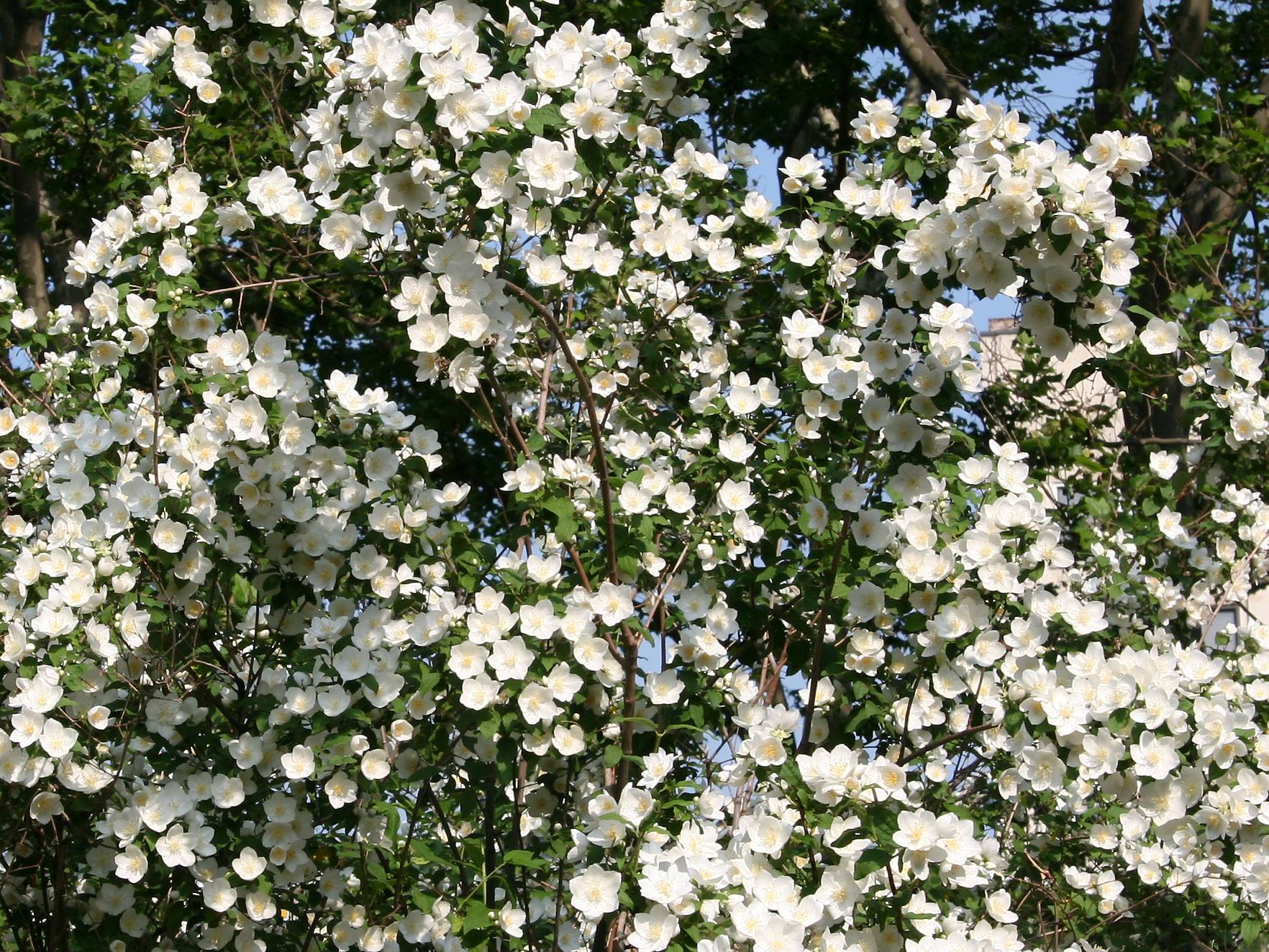 Mock Orange Bush