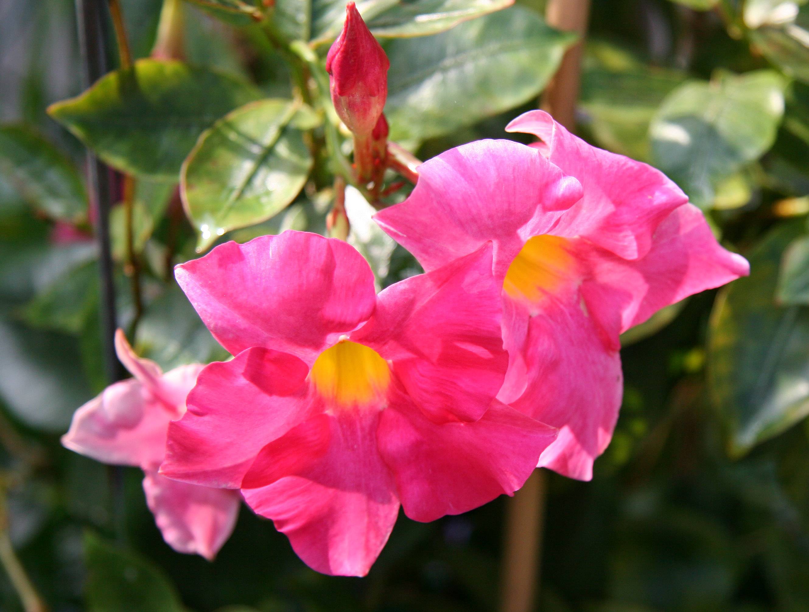 Mandevilla