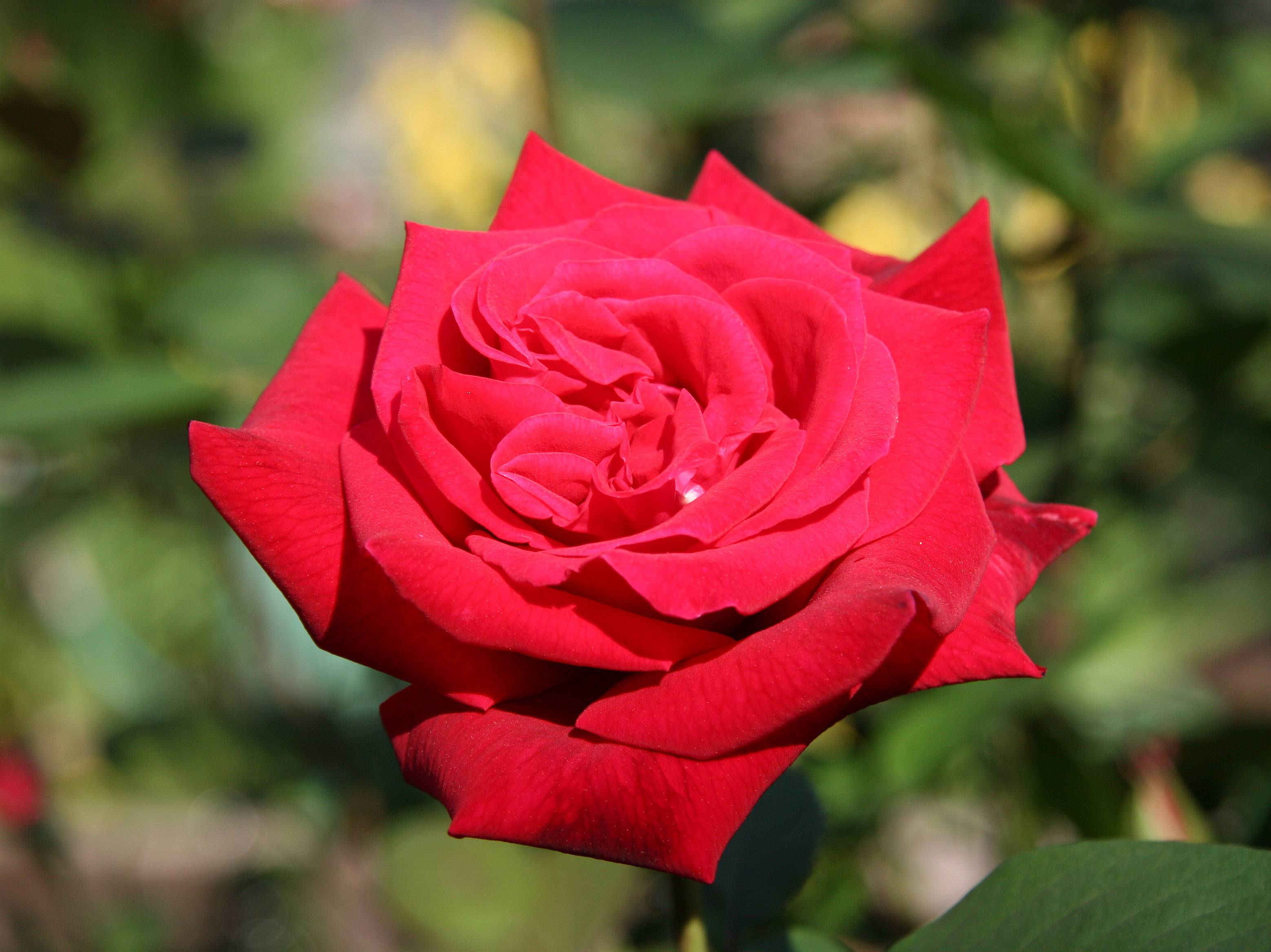 Proud Land Rose