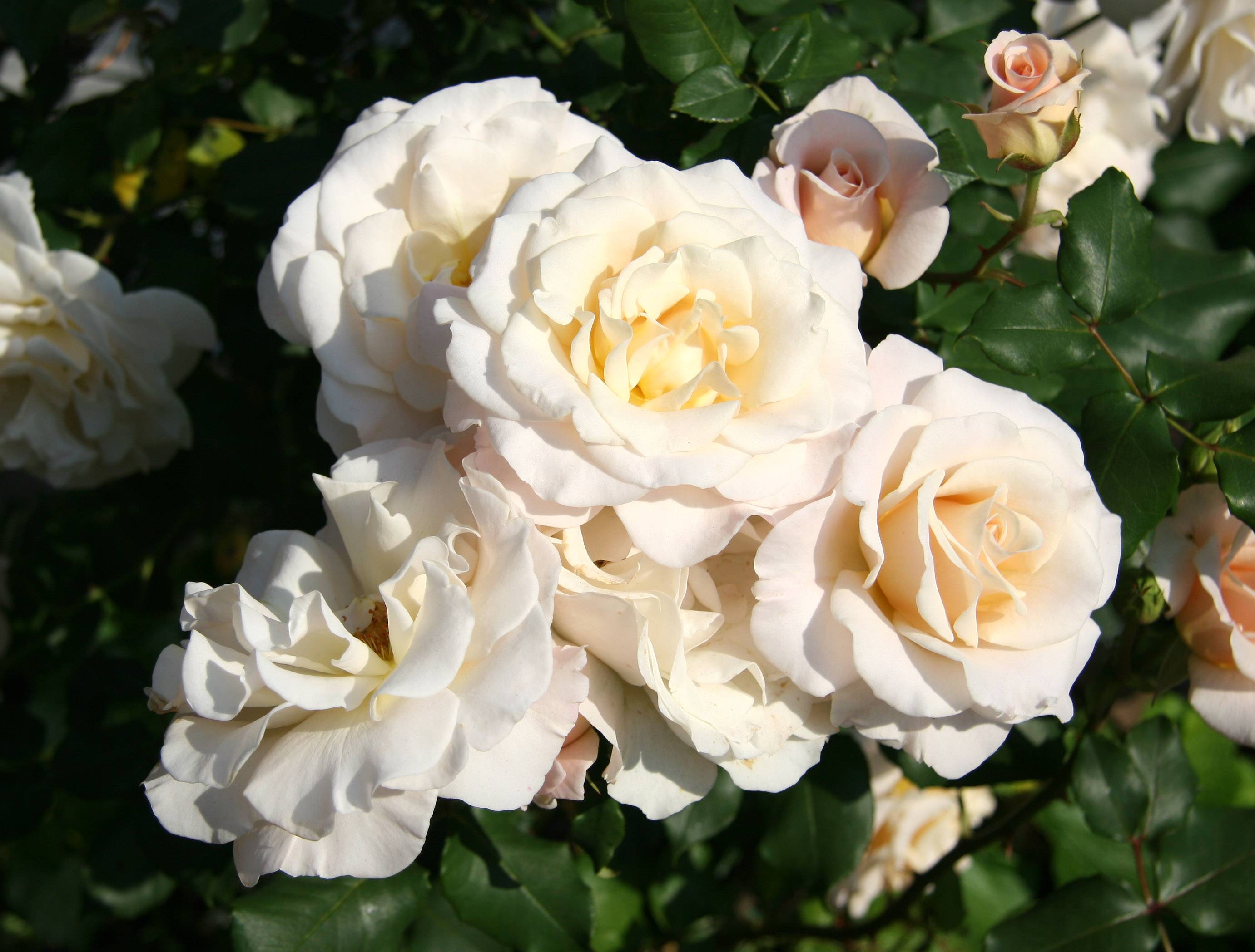 French Lace Roses