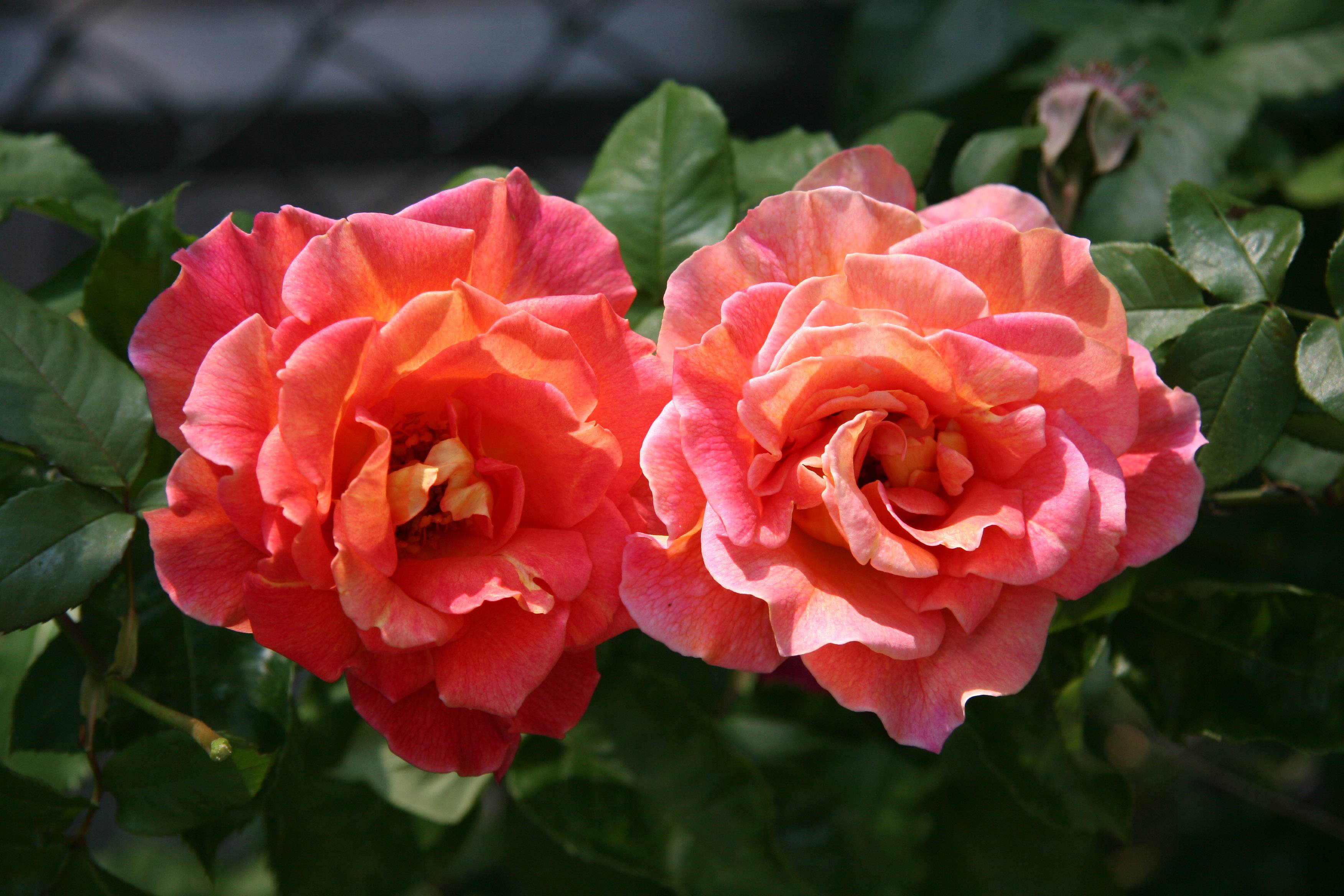 Roses