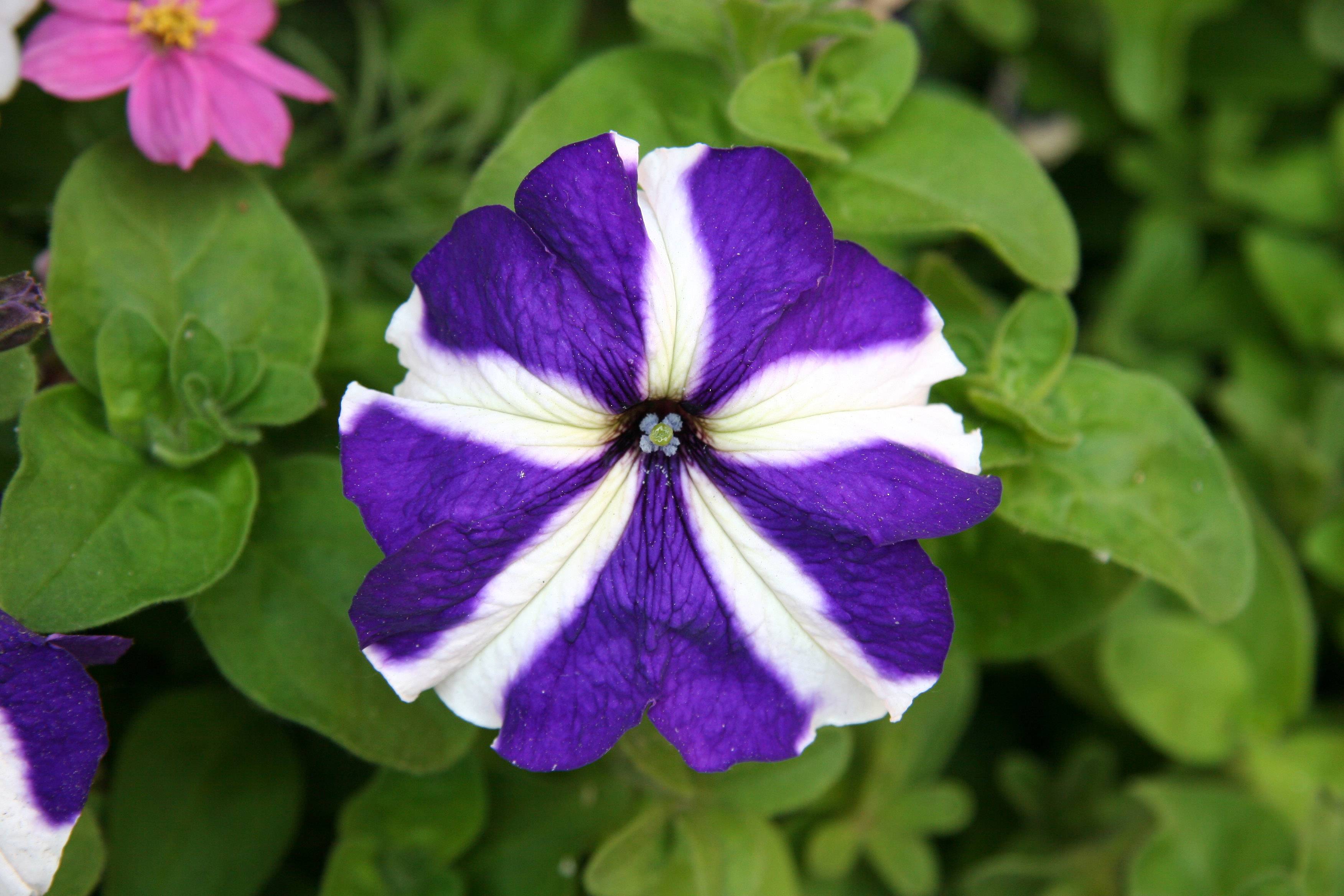 Petunia