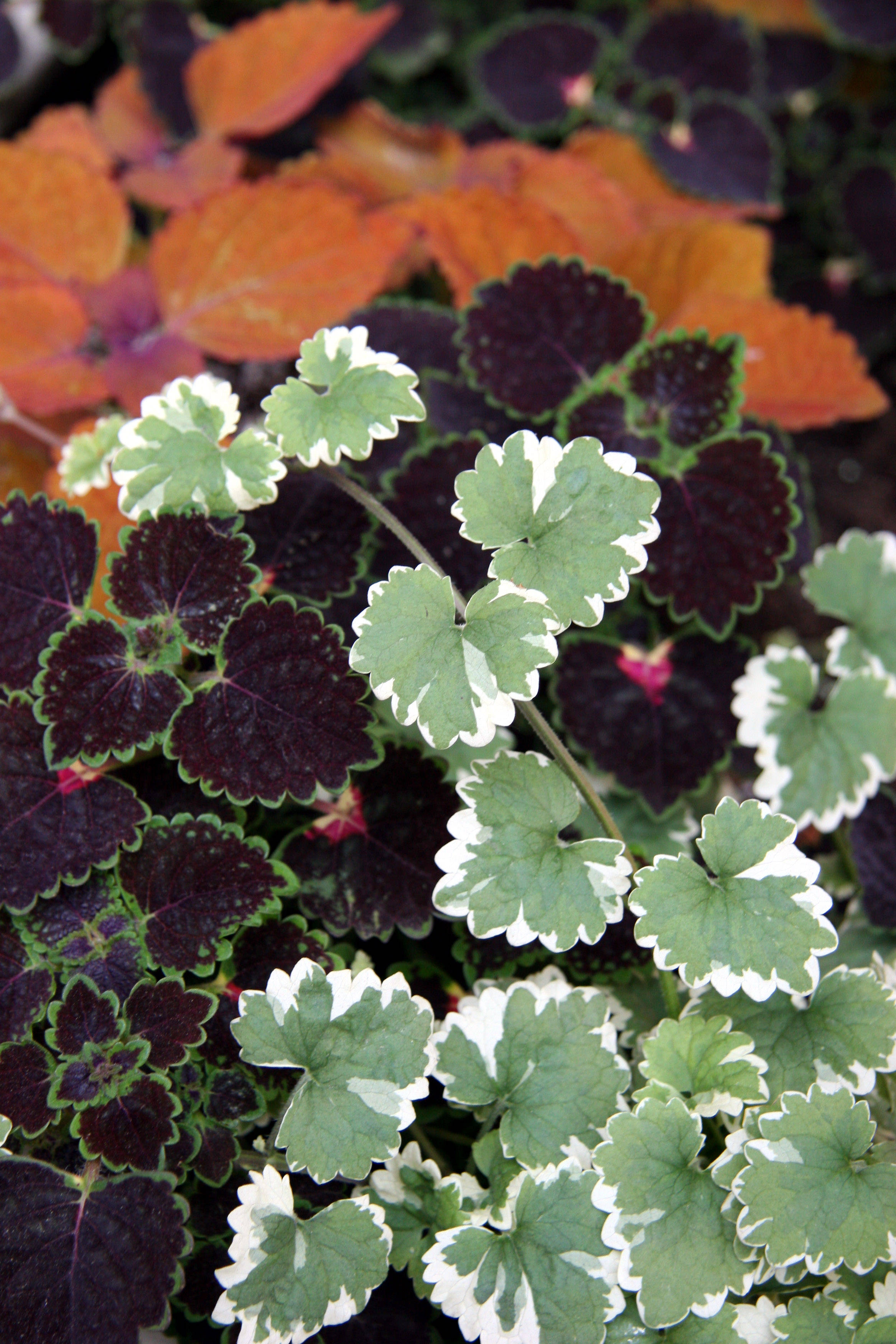 Coleus Arrangement