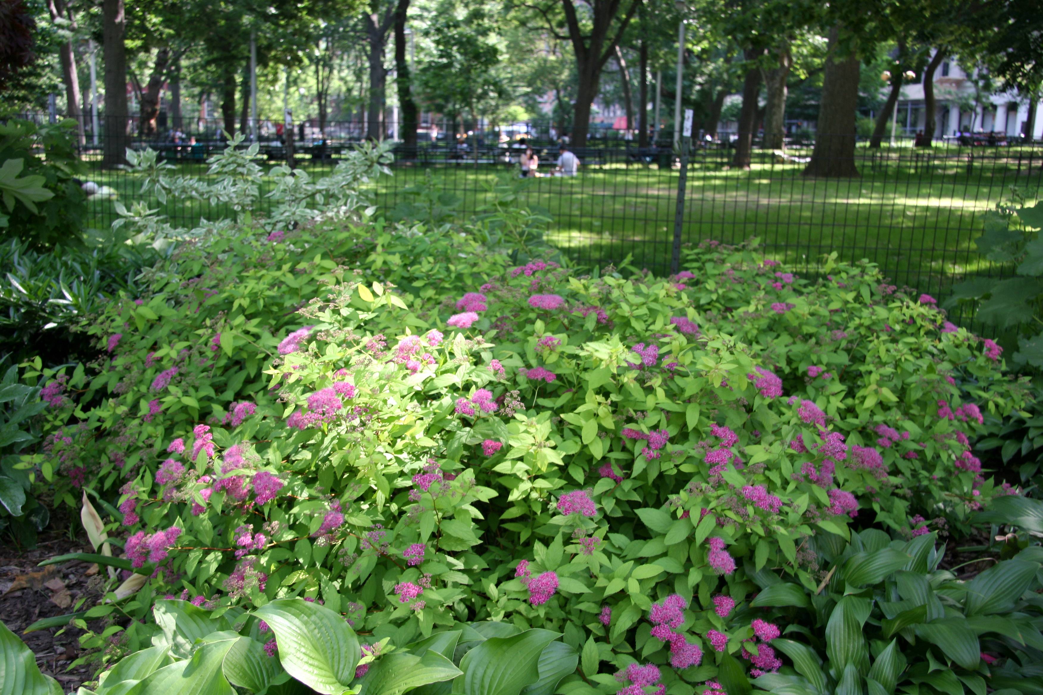 Garden Area -  Spirea Bushs in Bloom