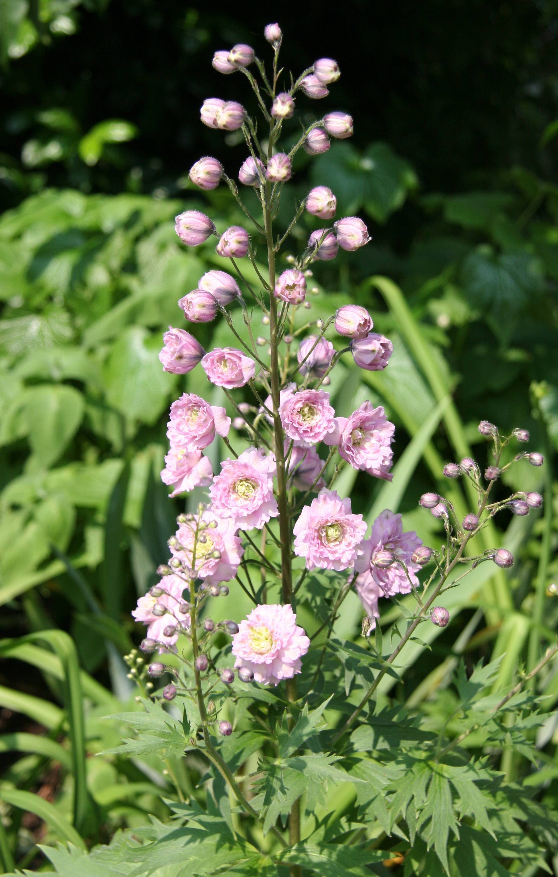 Delphinium