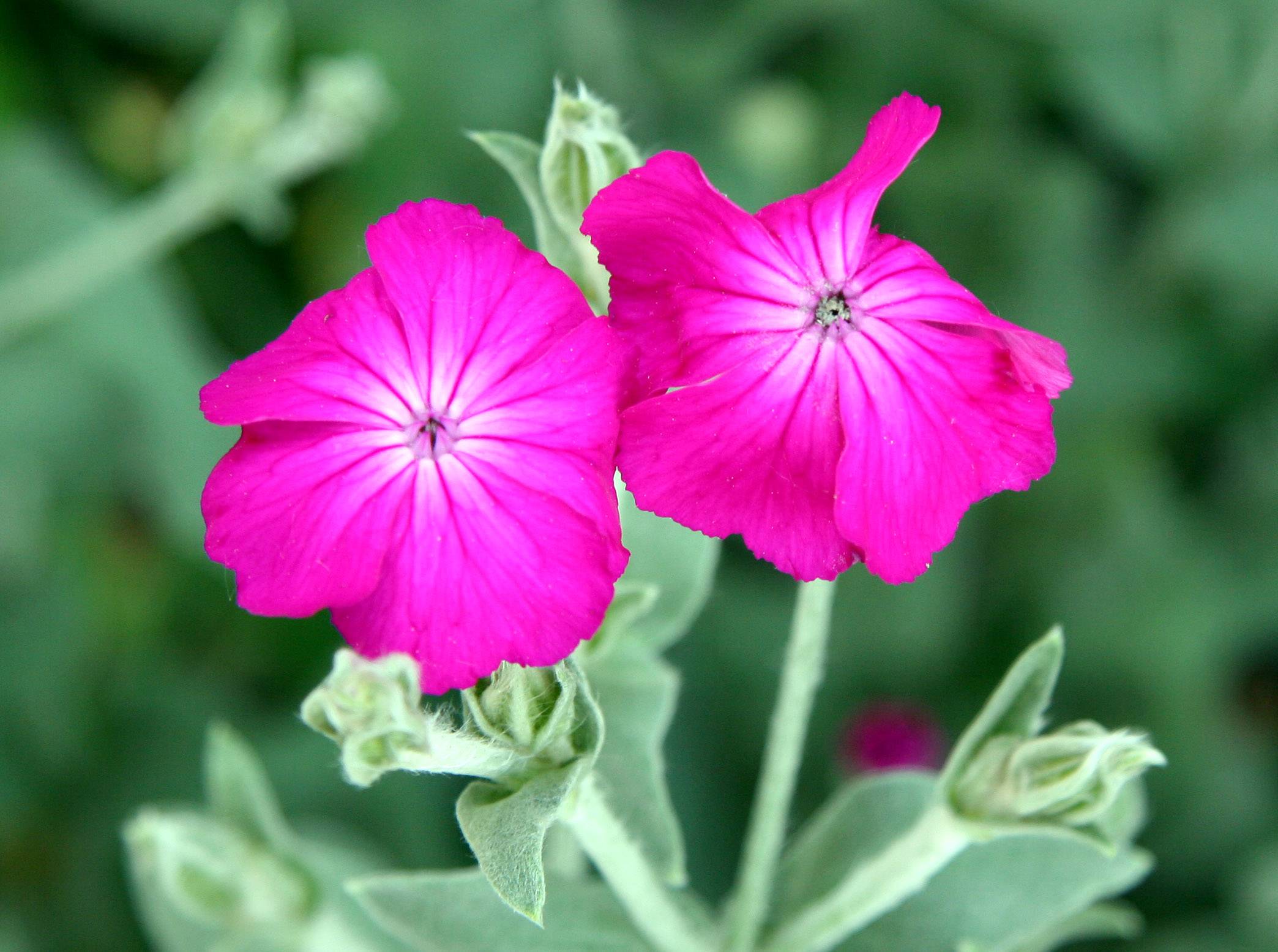 Rose Campion