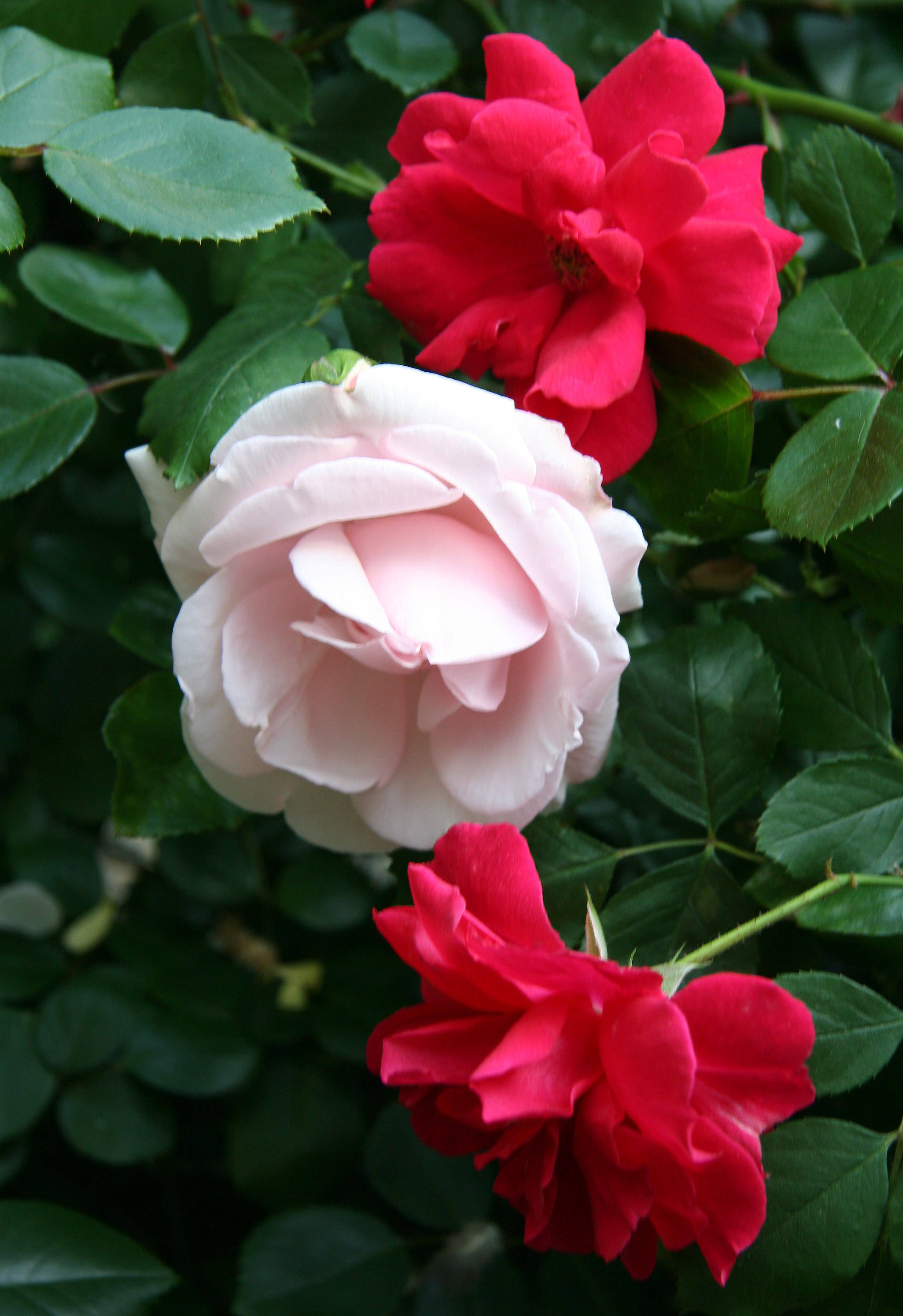 Pink & Red Roses