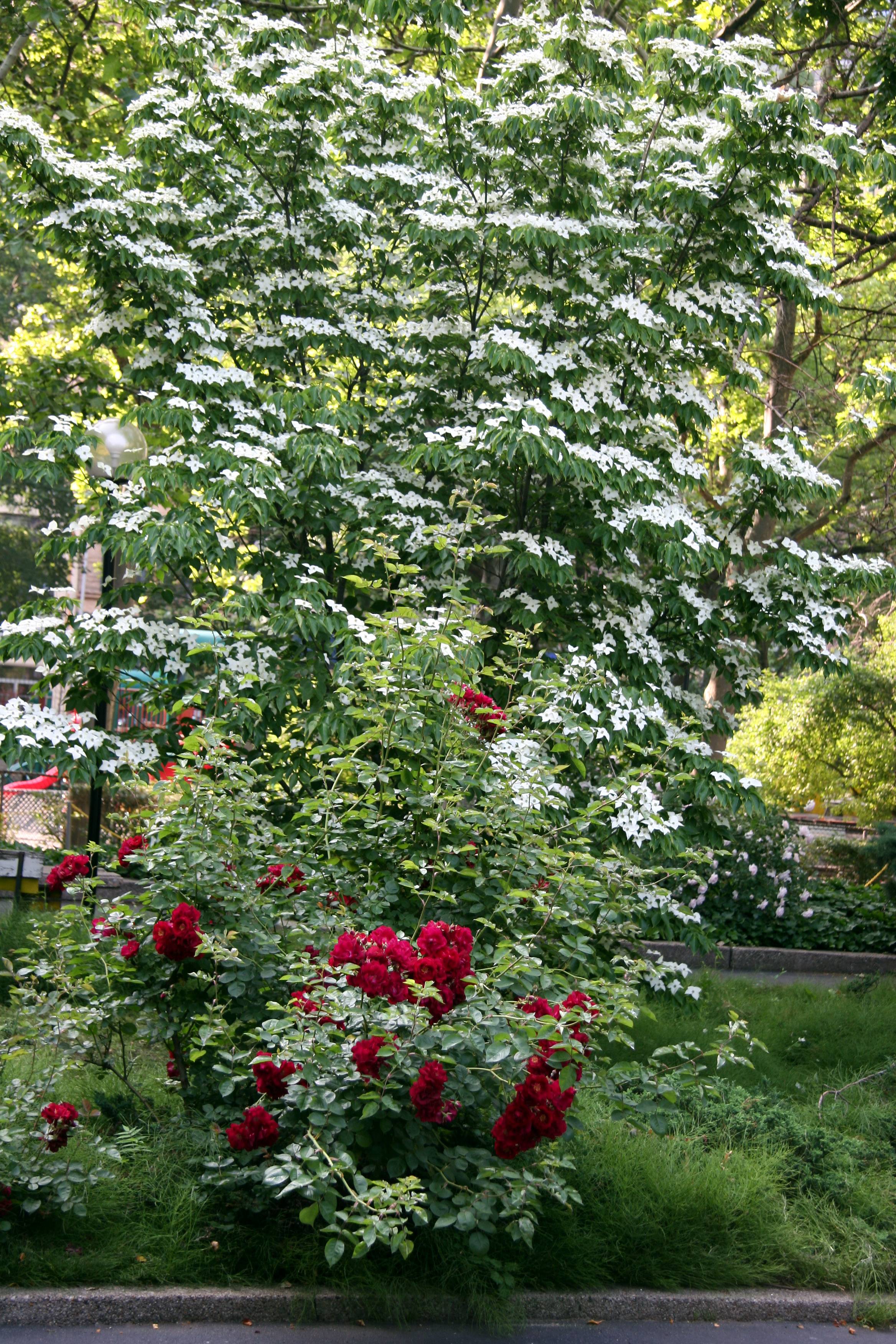 Rose Bush & Dogwood Tree