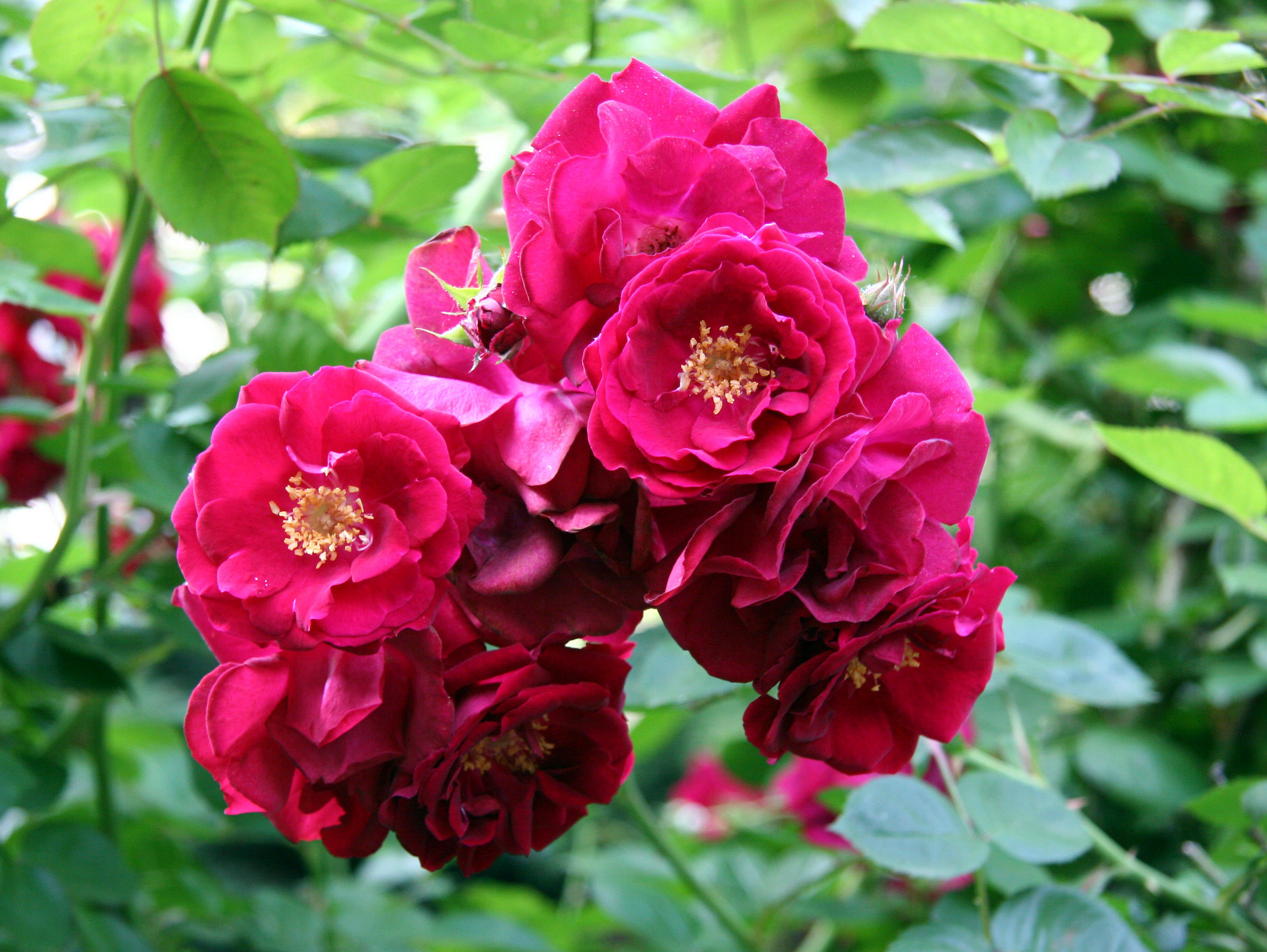 Roses