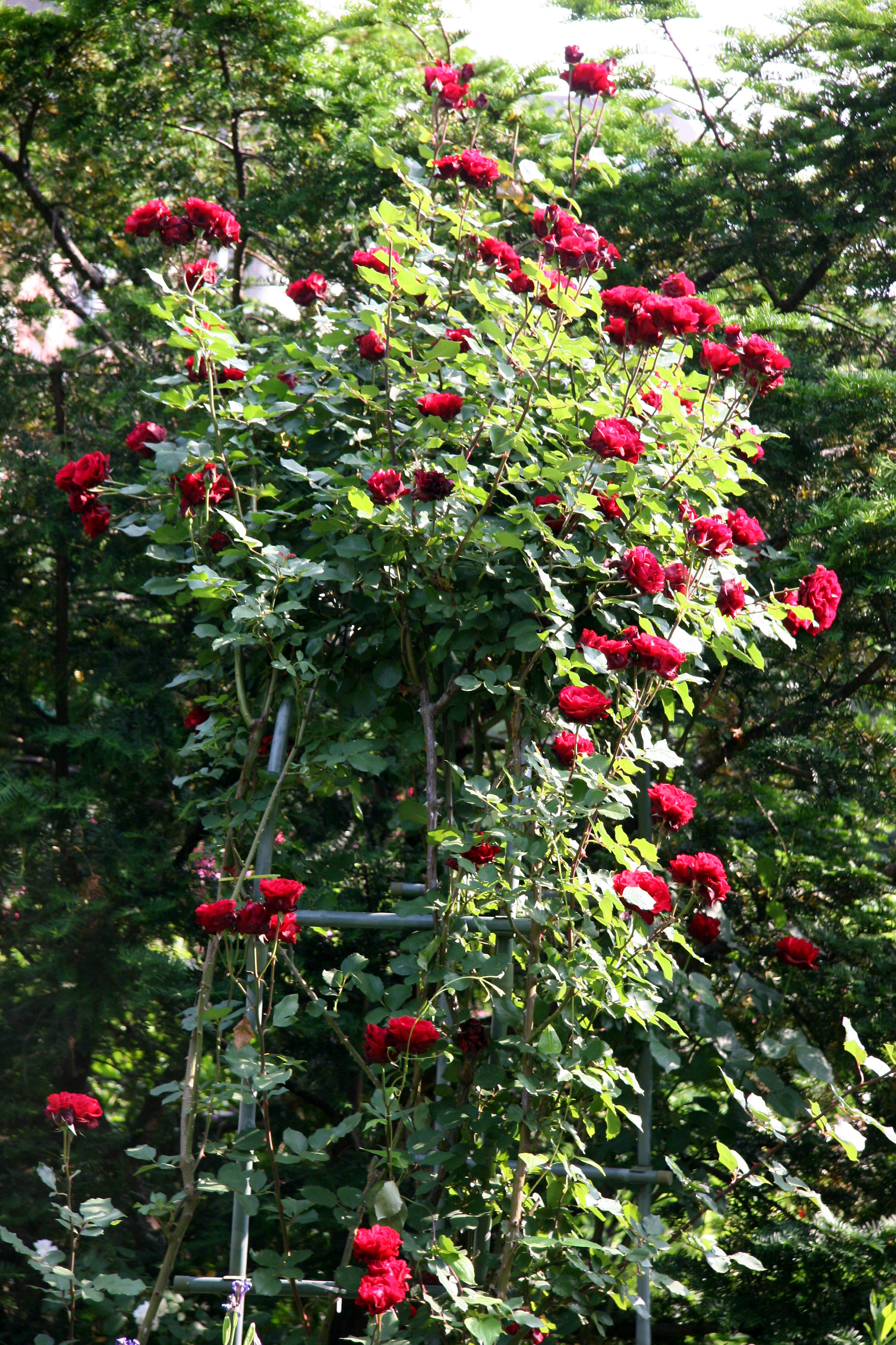Don Juan Rose Arbor