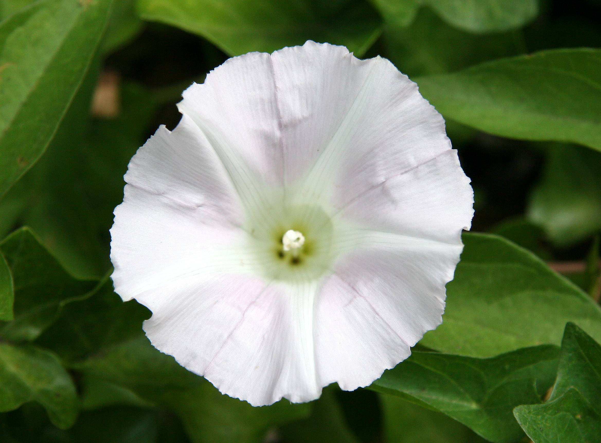 First Morning Glory of the Season