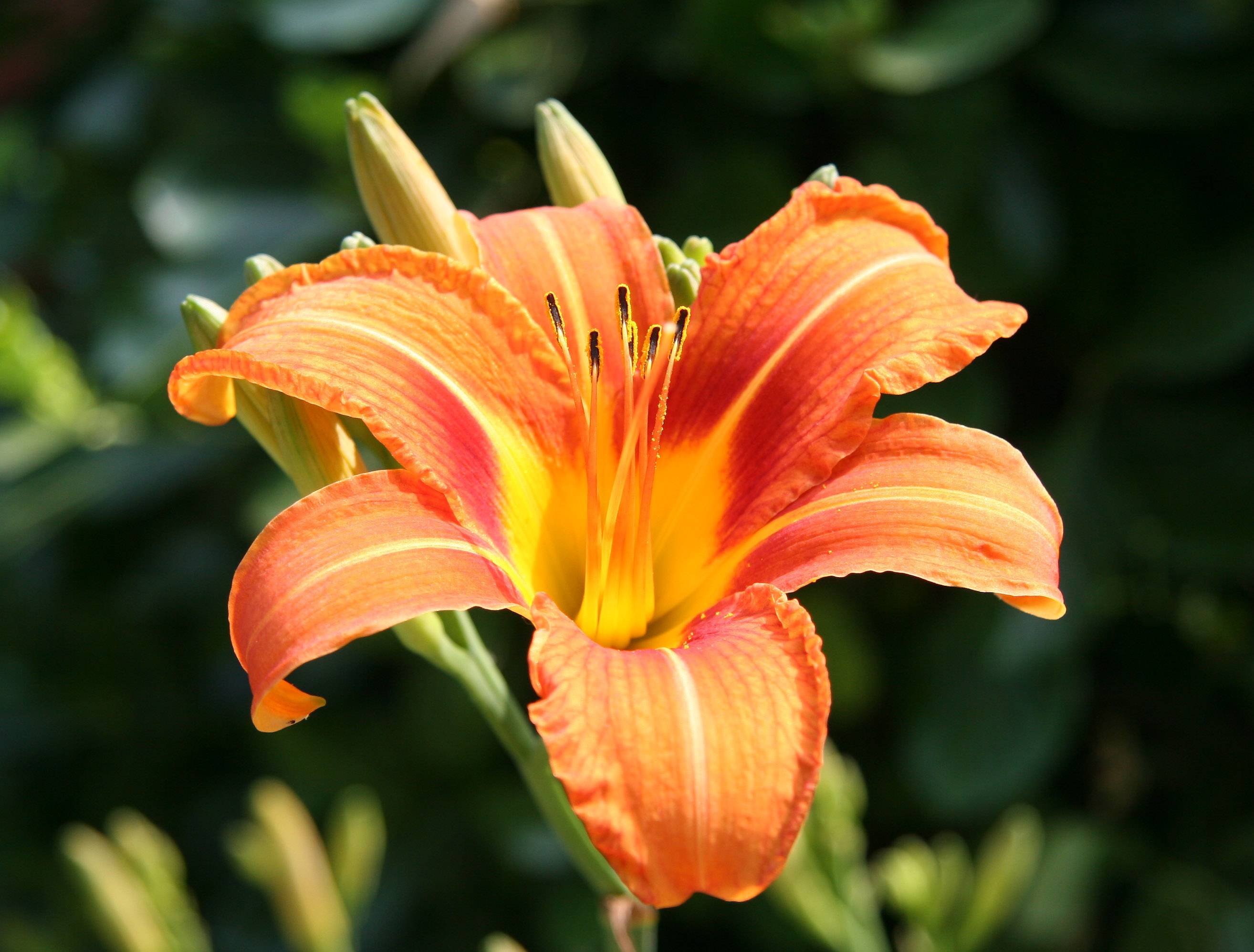 First Day Lily of the Season