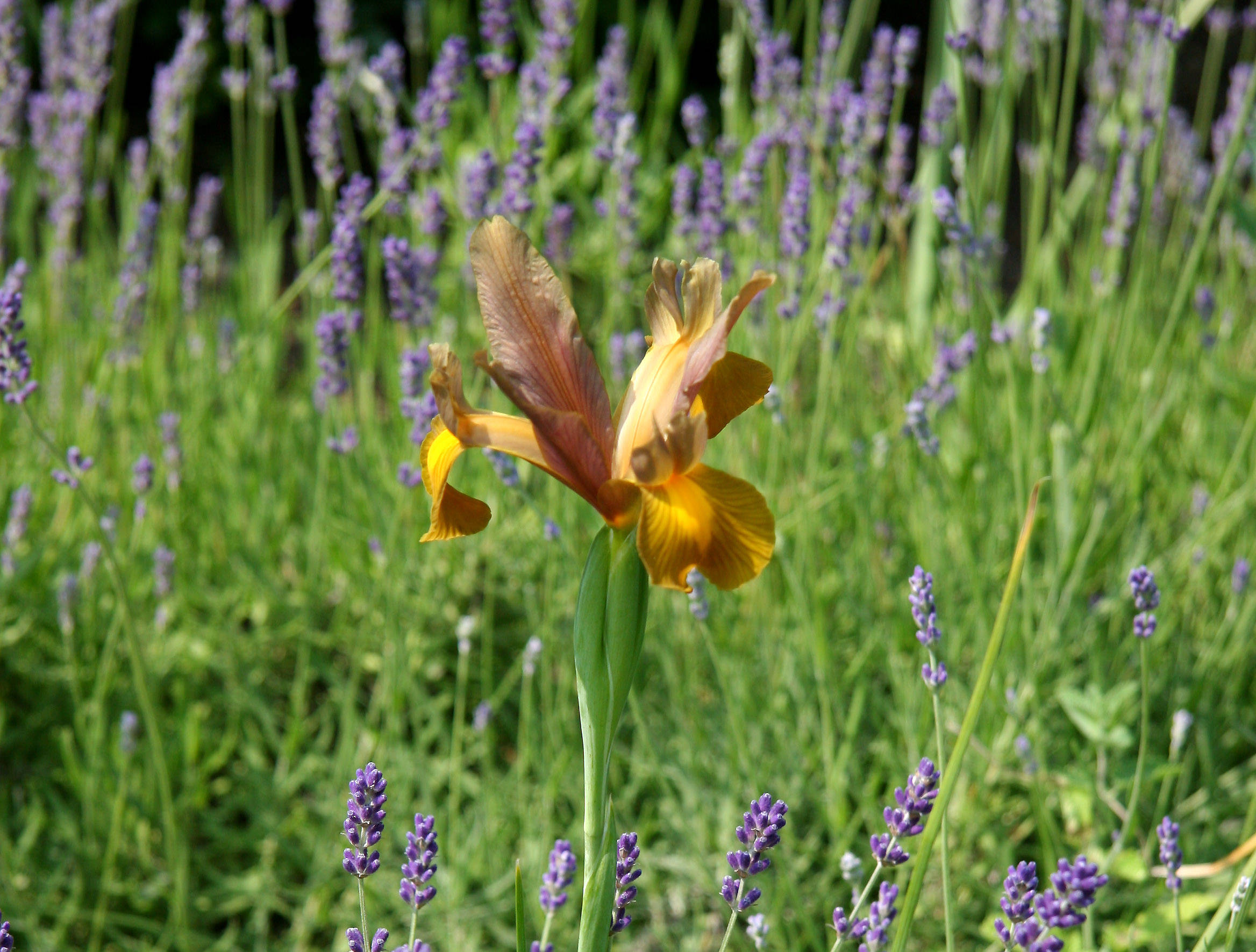 Brown Iris in  Lavender