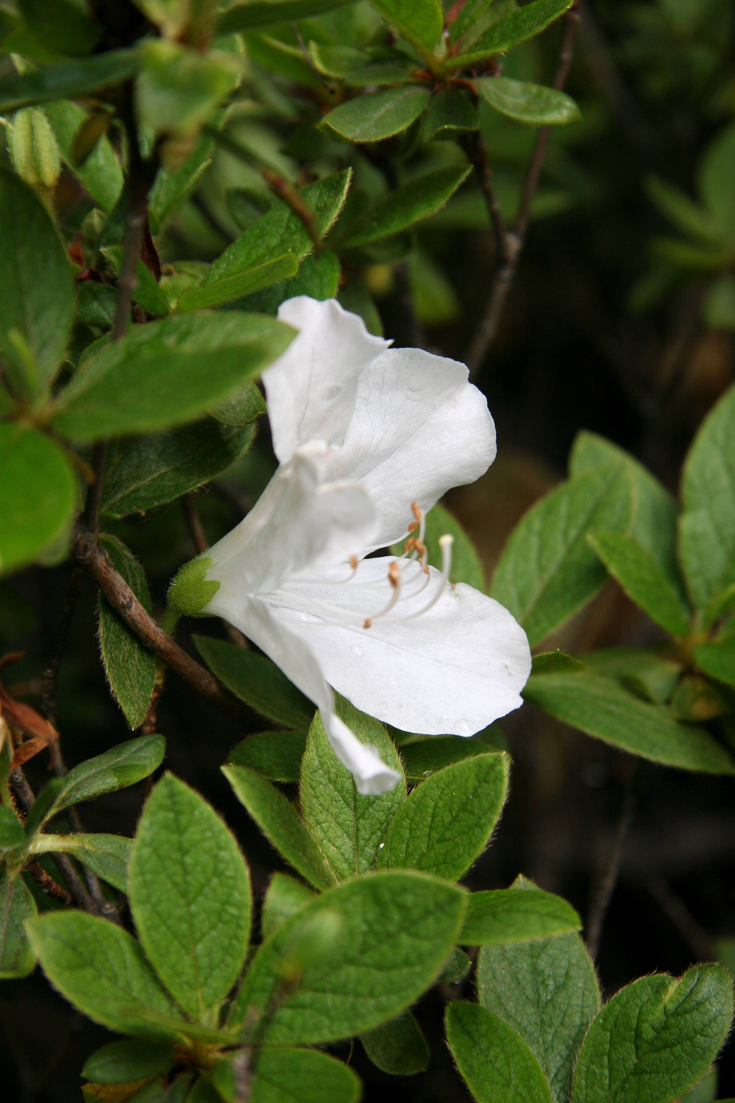 Azalea Blossom